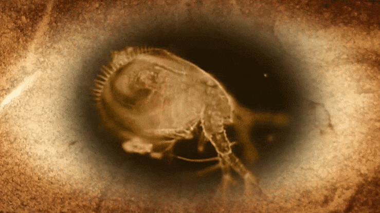 Footage from "Imaging the Hidden World: The Light Microscope"