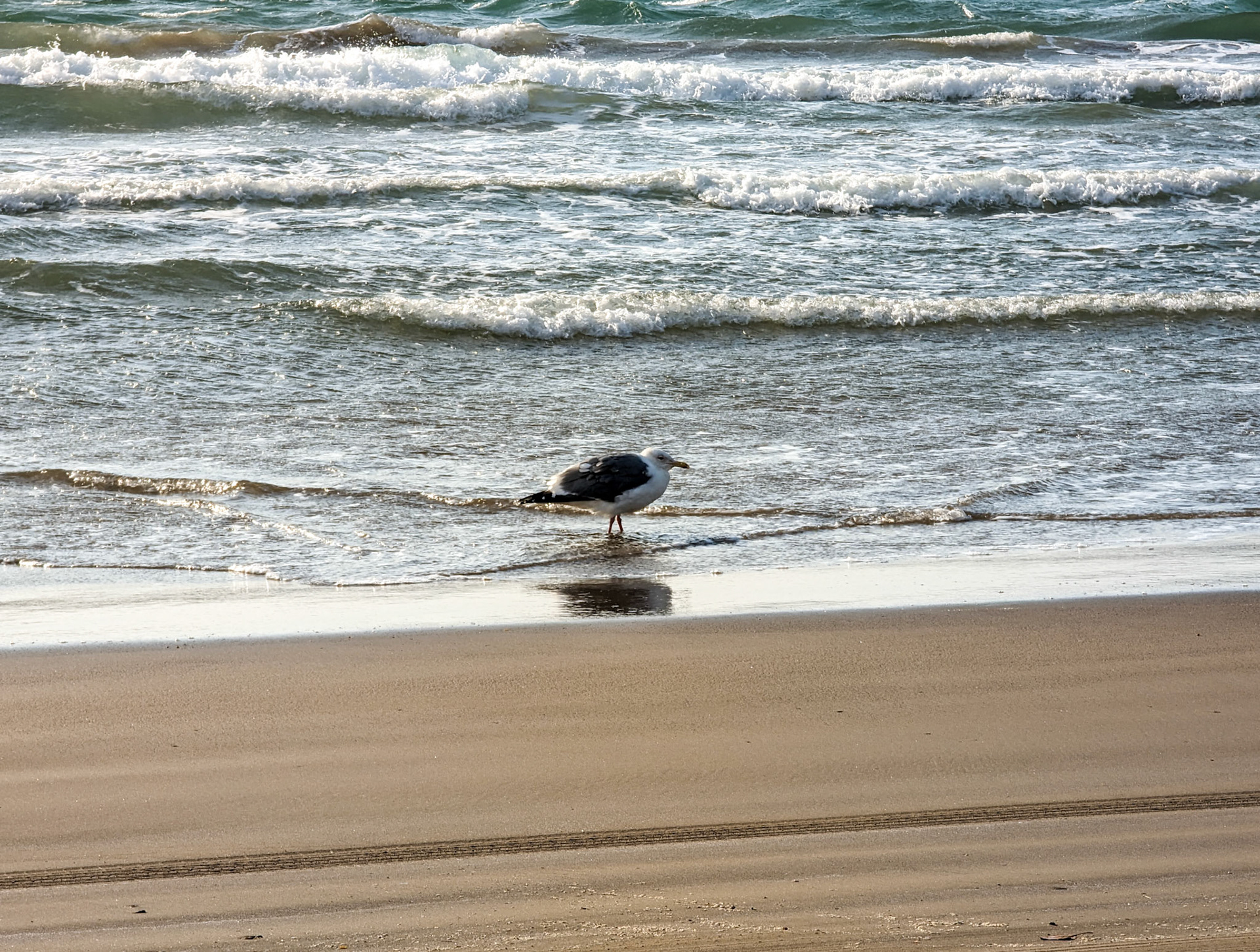 千里浜のカモメ
