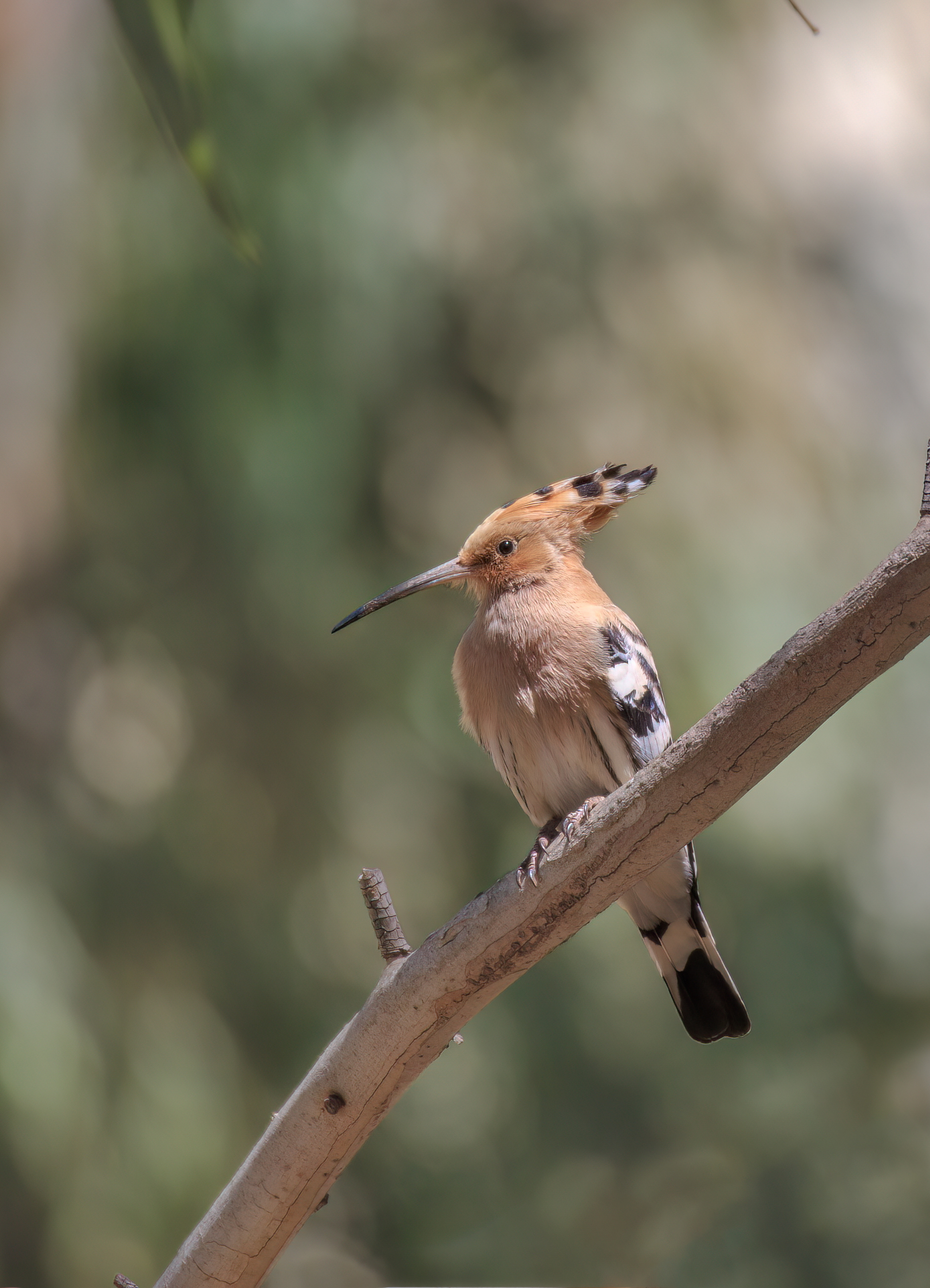 Hoopoe, Sderot