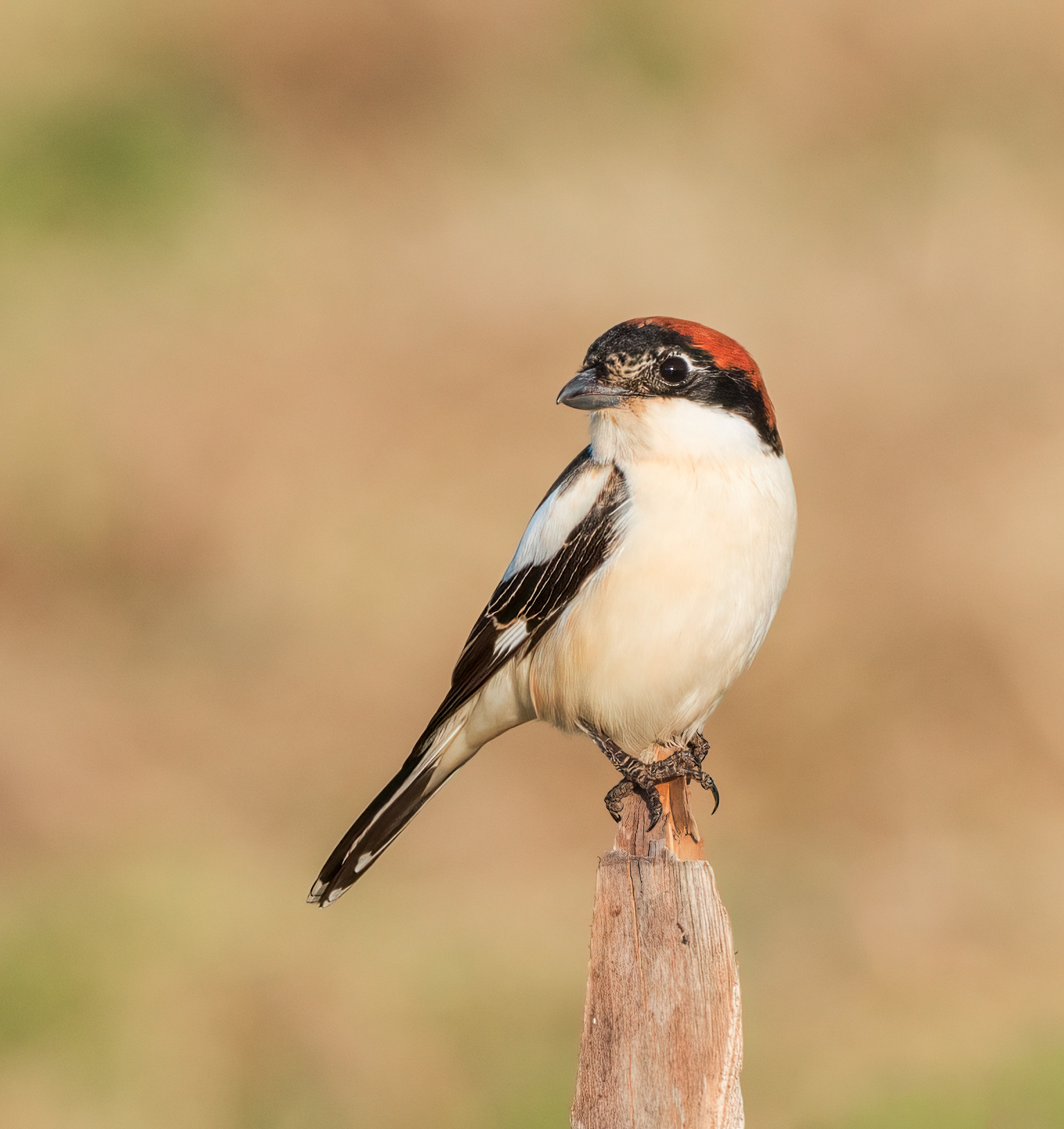 Woodchat shrike, Hula valley