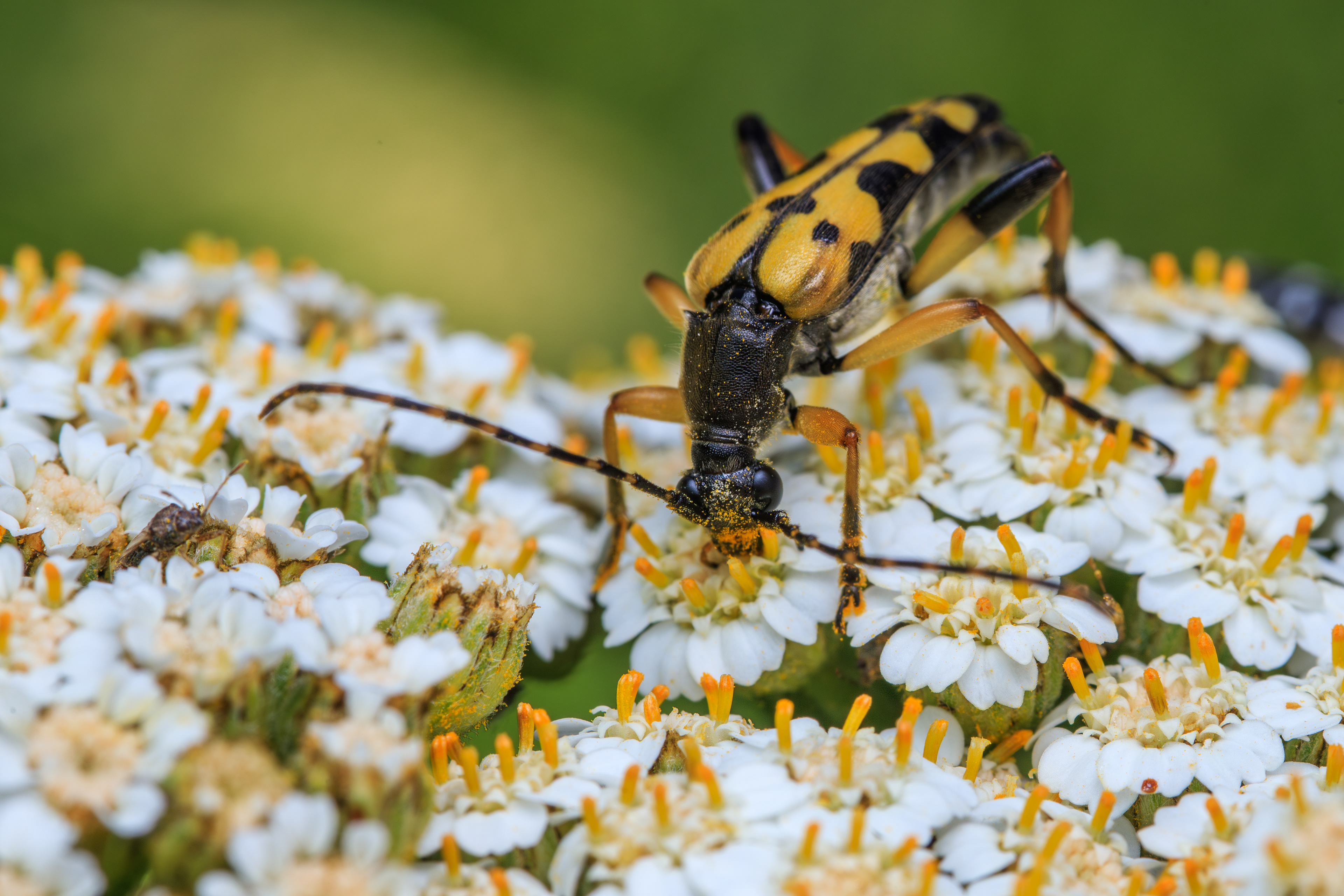Spotted longhorn beetle, Suva planina