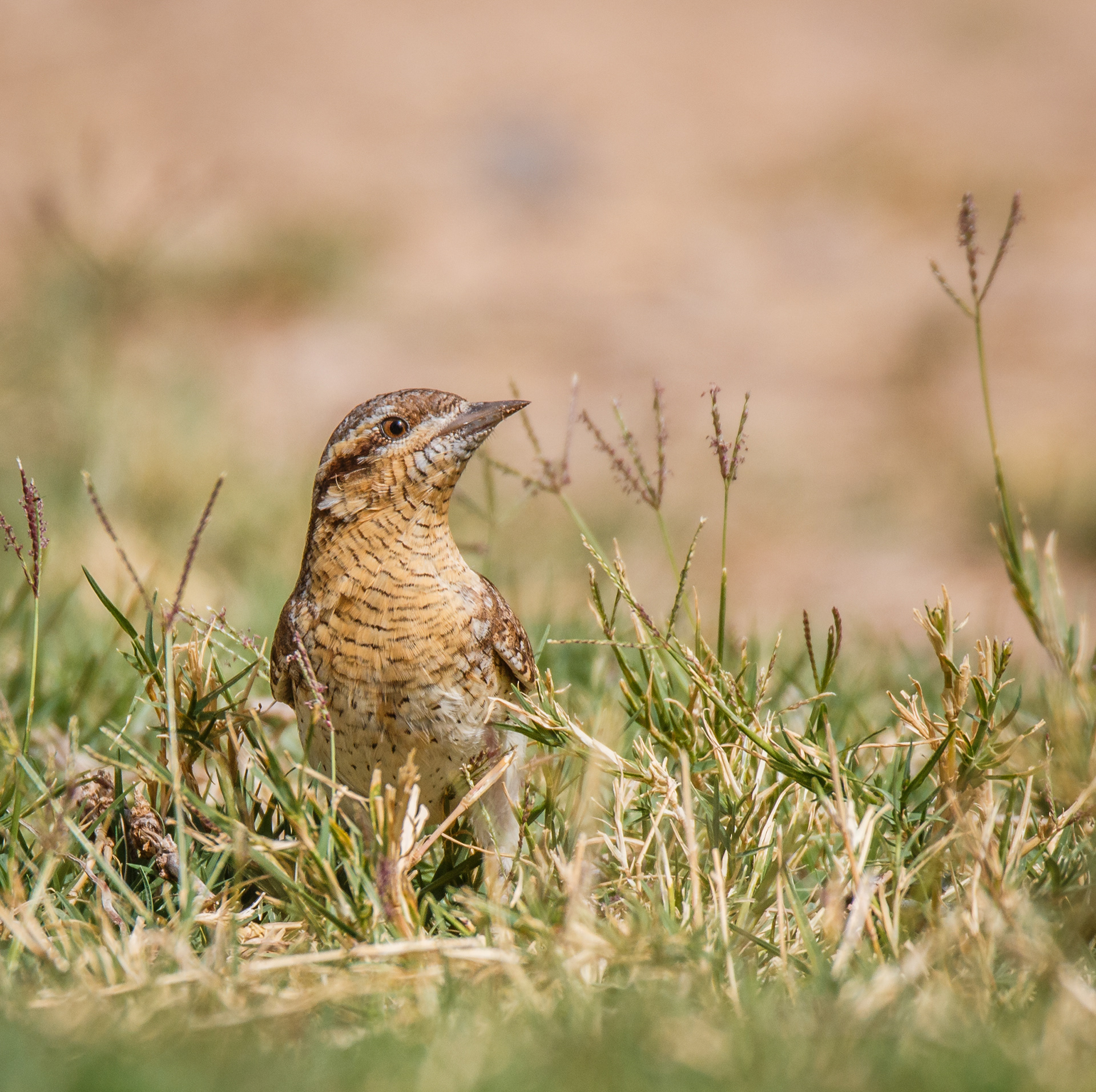 Wryneck, Sapir