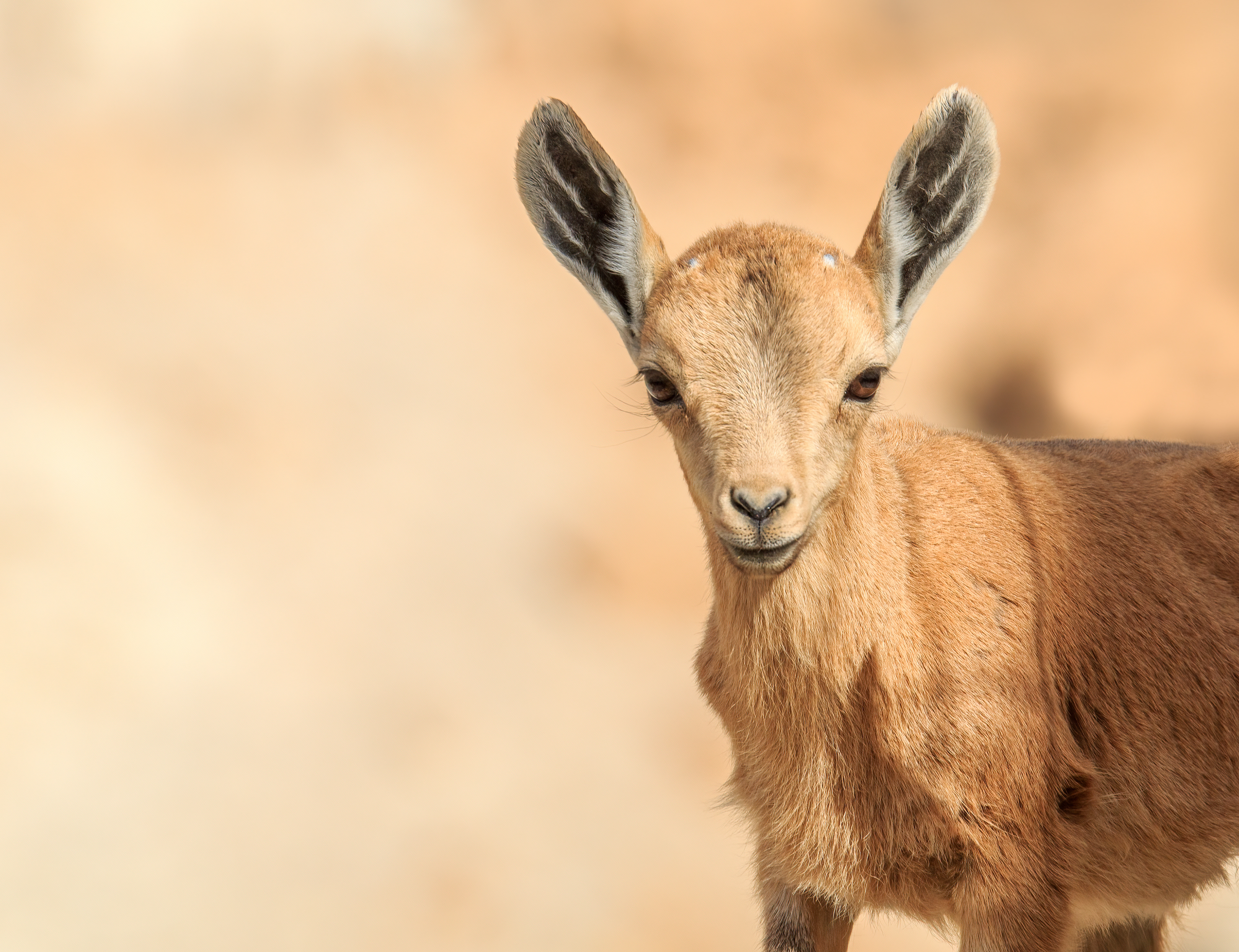Nubian ibex, Ein Gedi