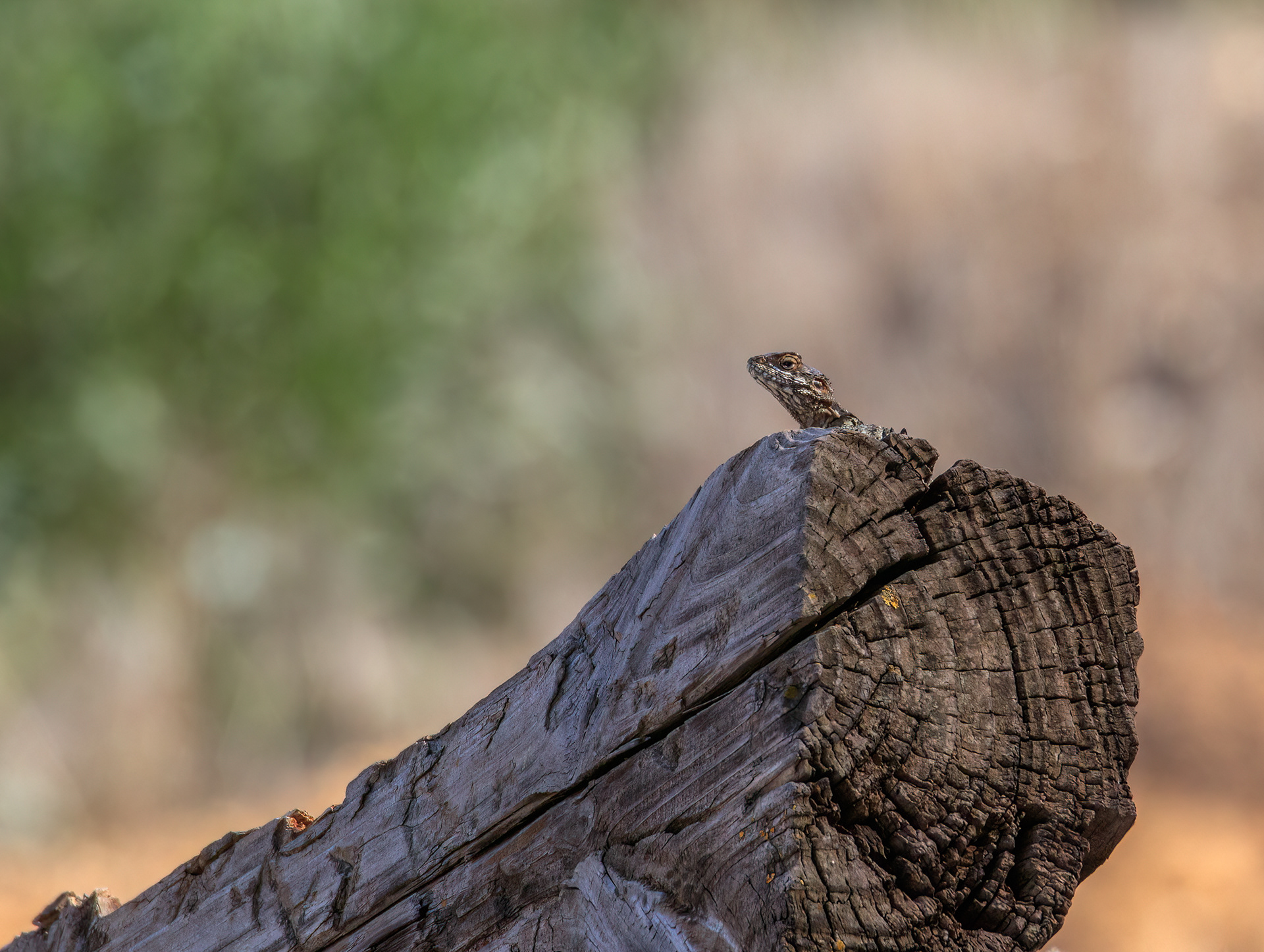Starred agama, Mikhmoret