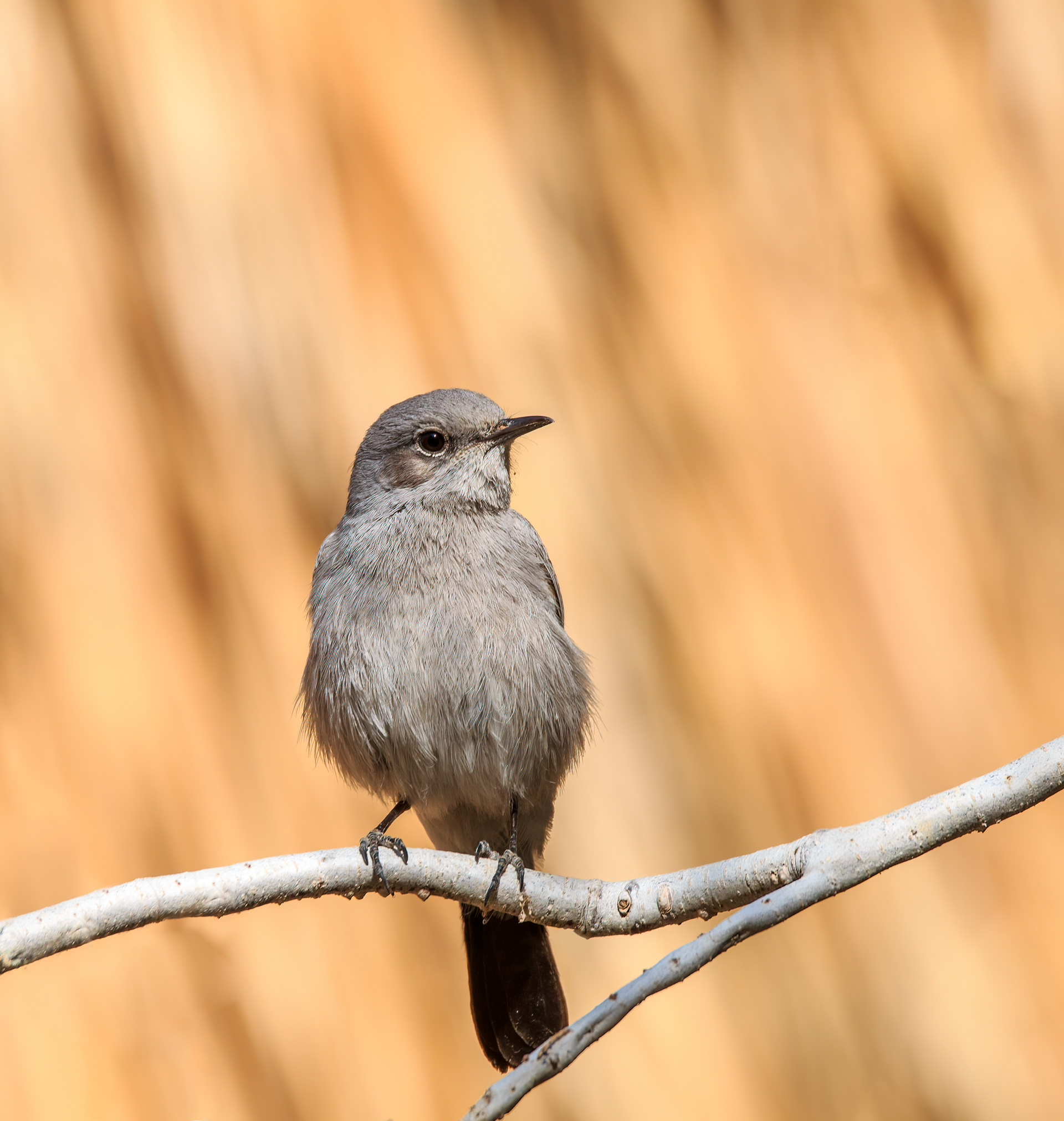 Blackstart, Ein Gedi
