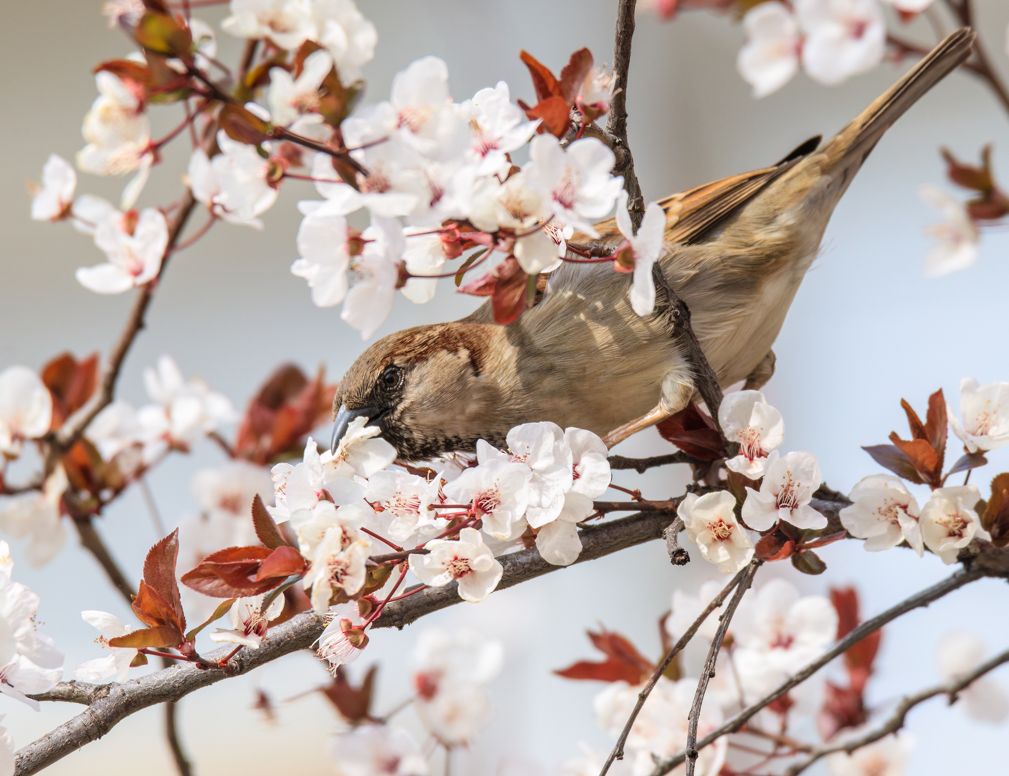House sparrow, Belgrade