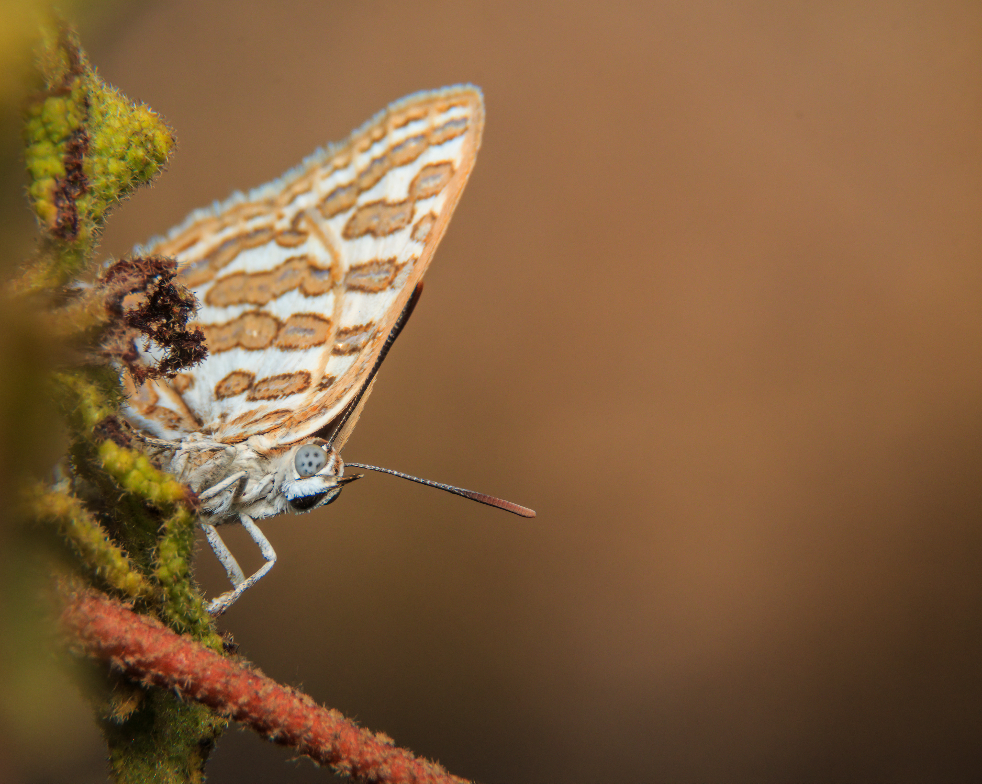 Tawny silverline, wadi Kziv