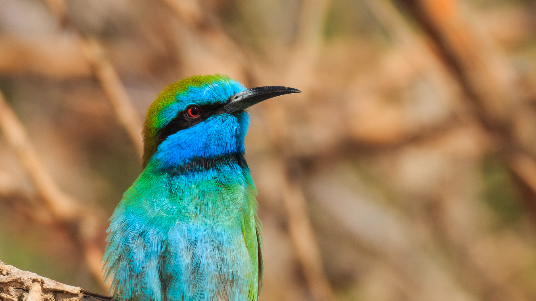 Arabian green bee-eater, wadi Gidron