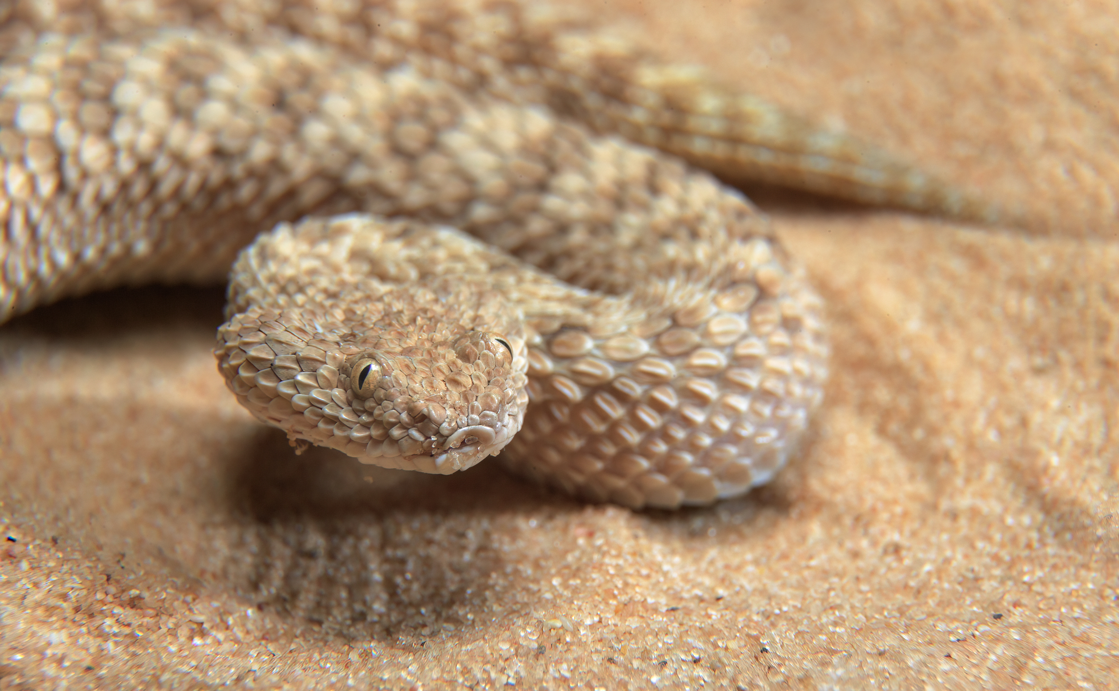 Avicenna viper, Be'er Milka