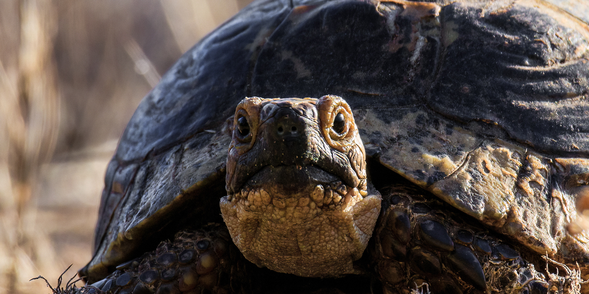 Greek tortoise, Mikhmoret