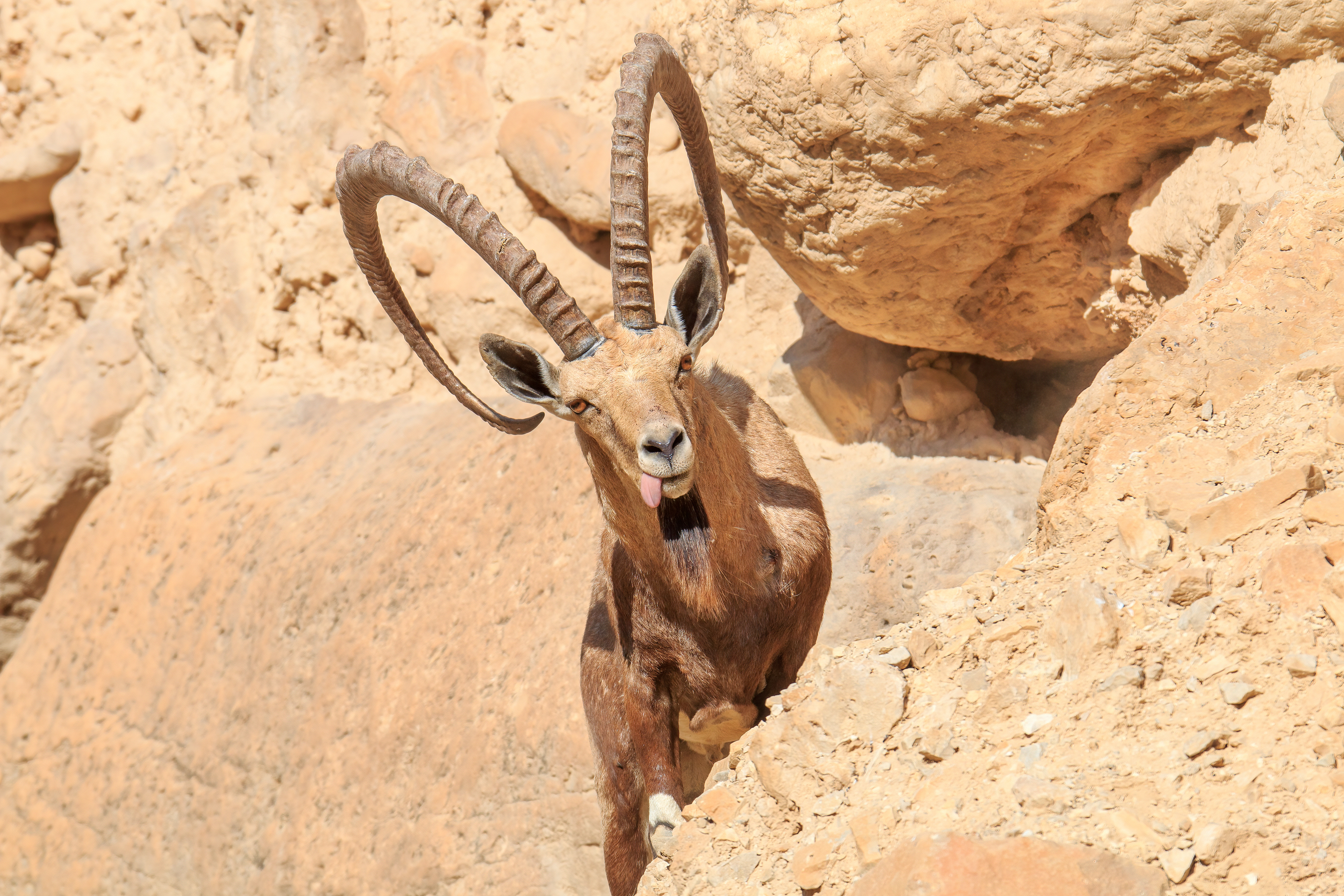 Nubian ibex, Ein Gedi
