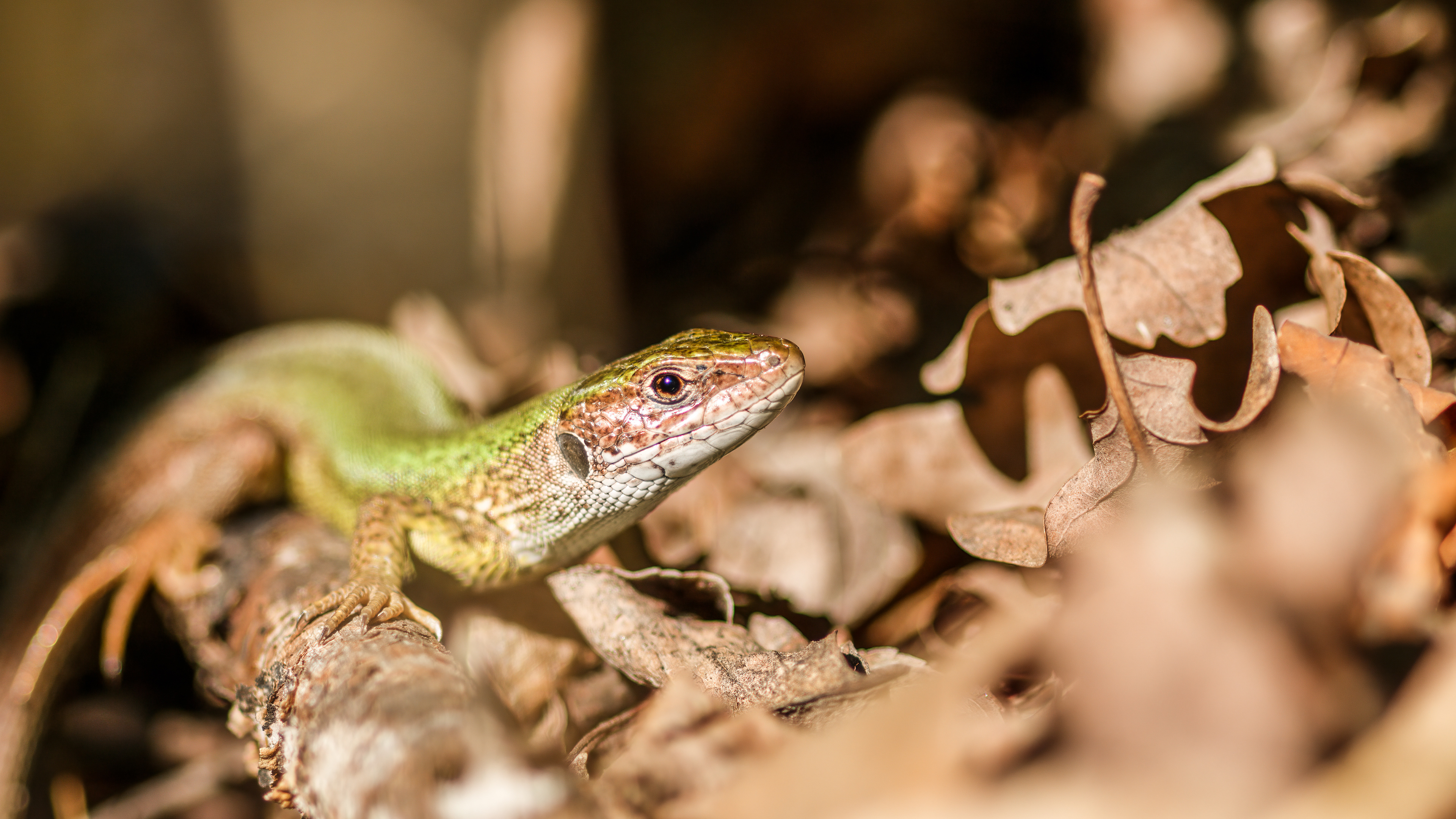 European green lizard, Vršačke planine