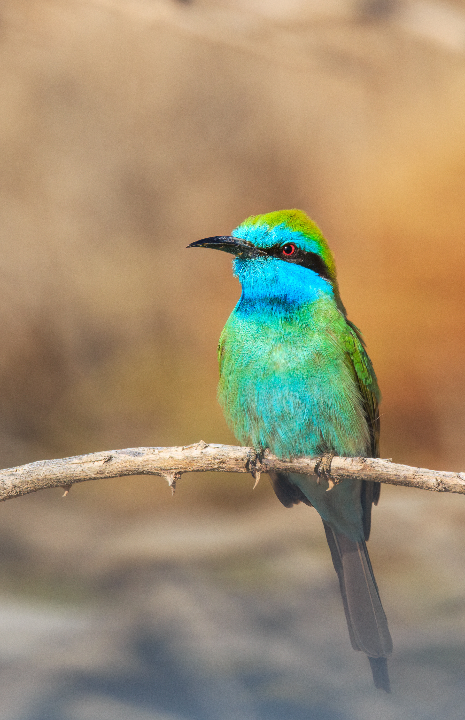 Arabian green bee-eater, wadi Gidron