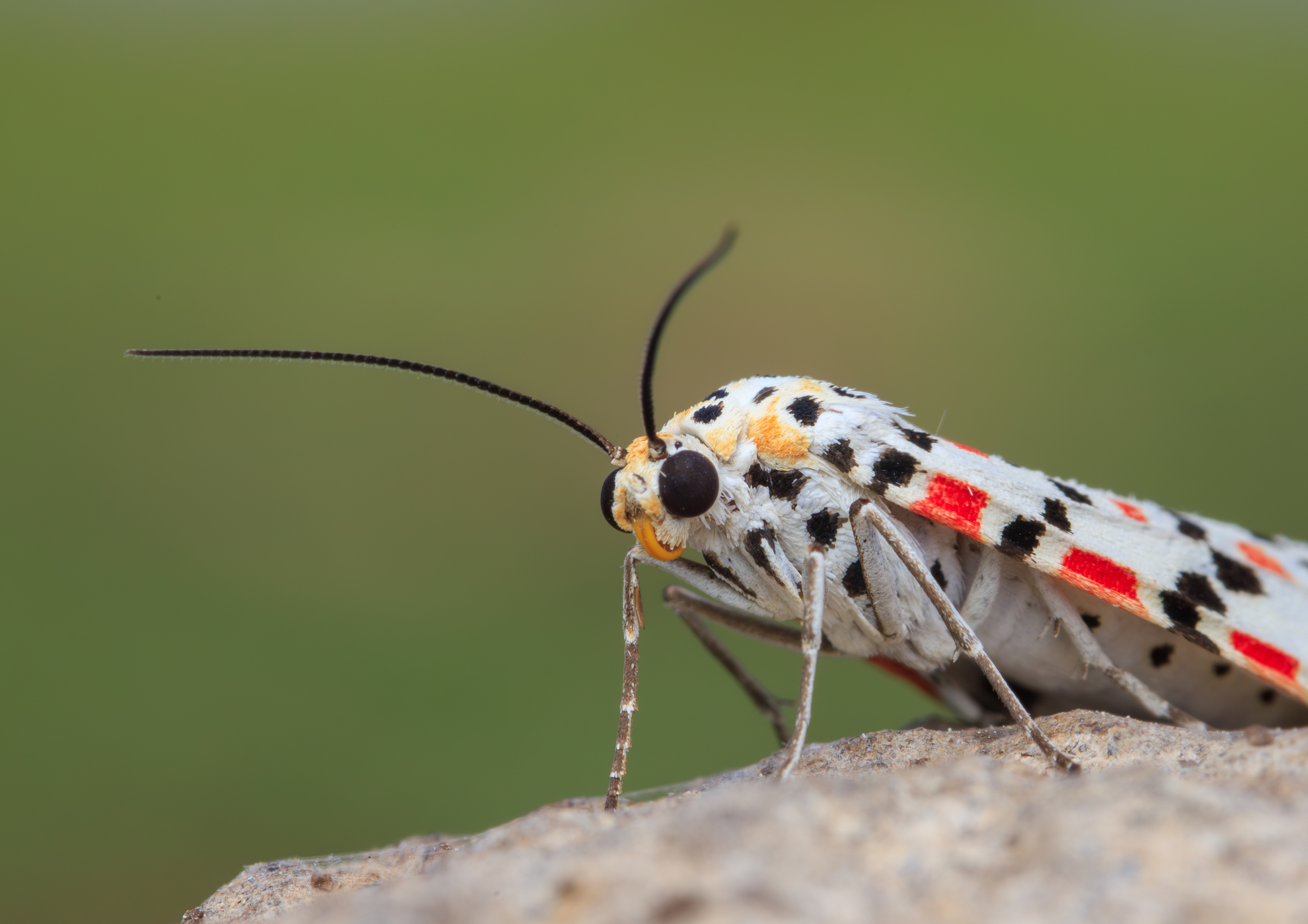Crimson-speckled flunkey, Golan Heights