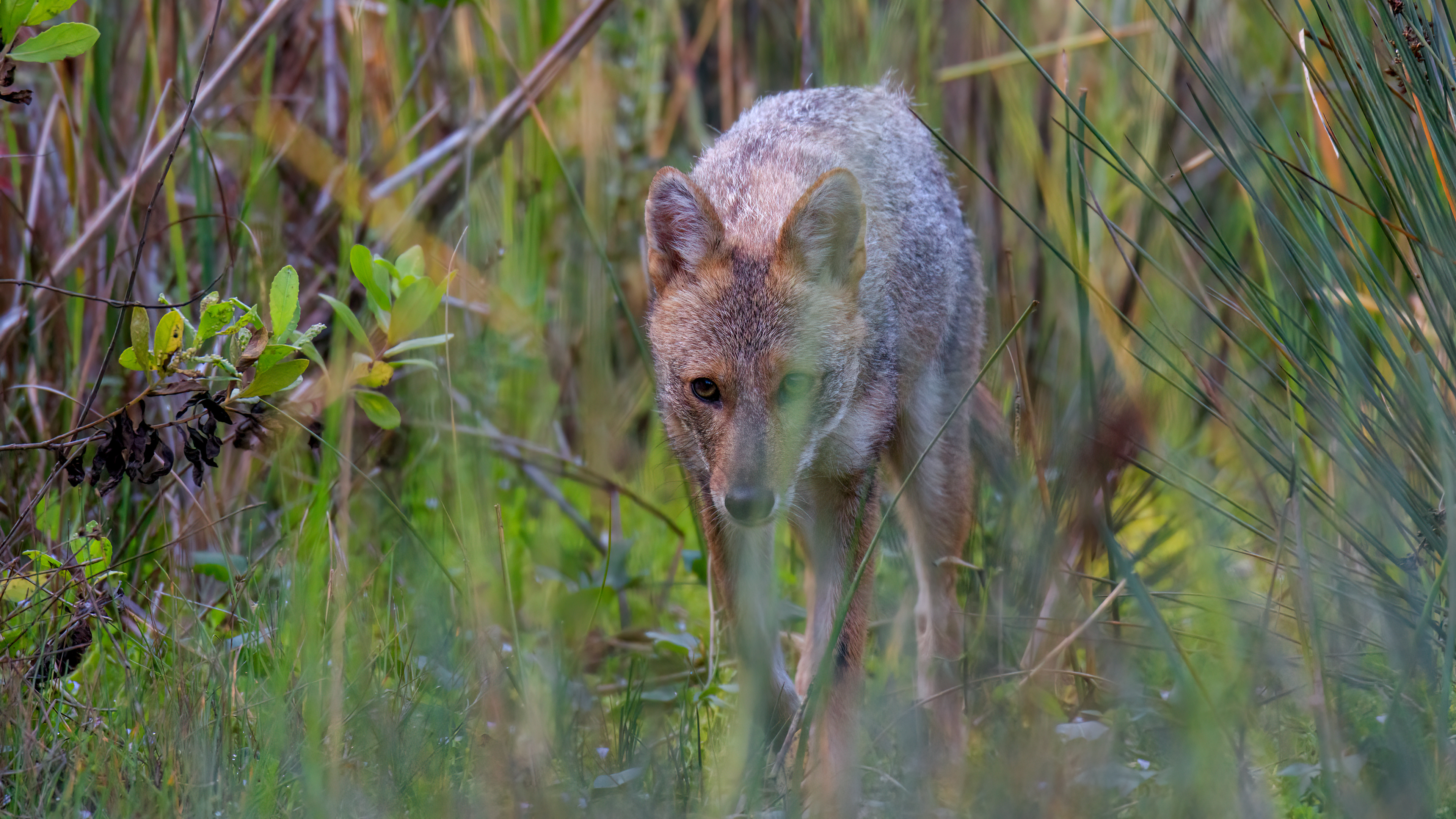 Golden jackal, Tel Aviv