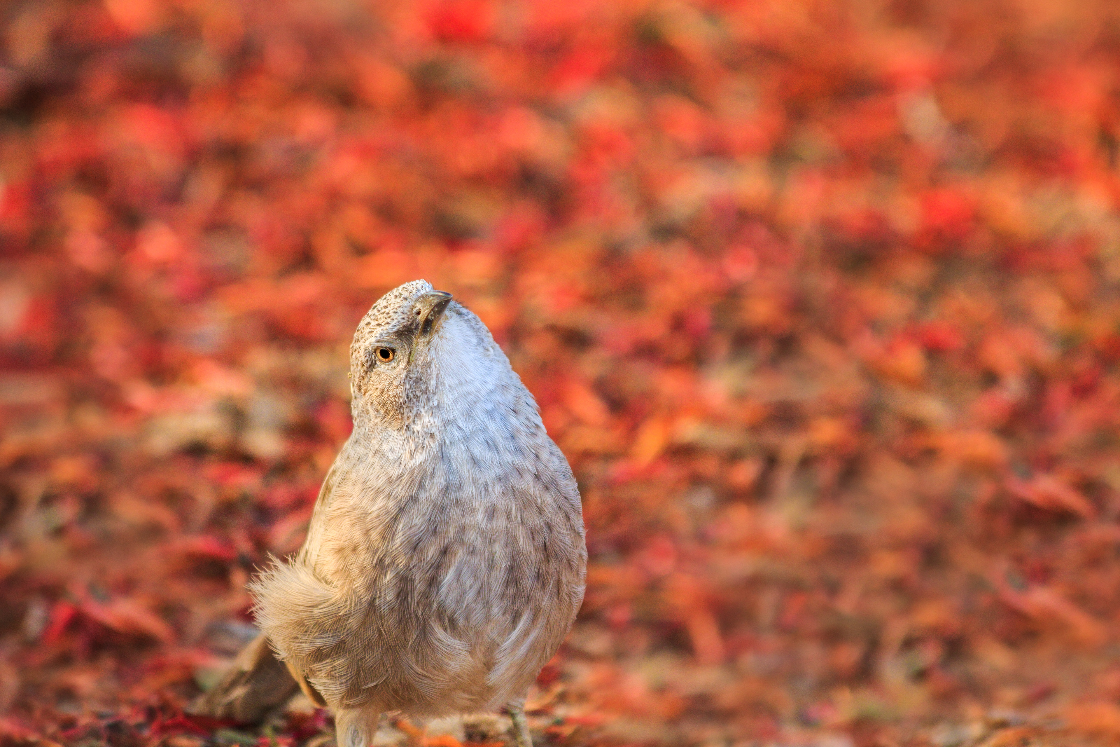Arabian babbler, Hatzeva