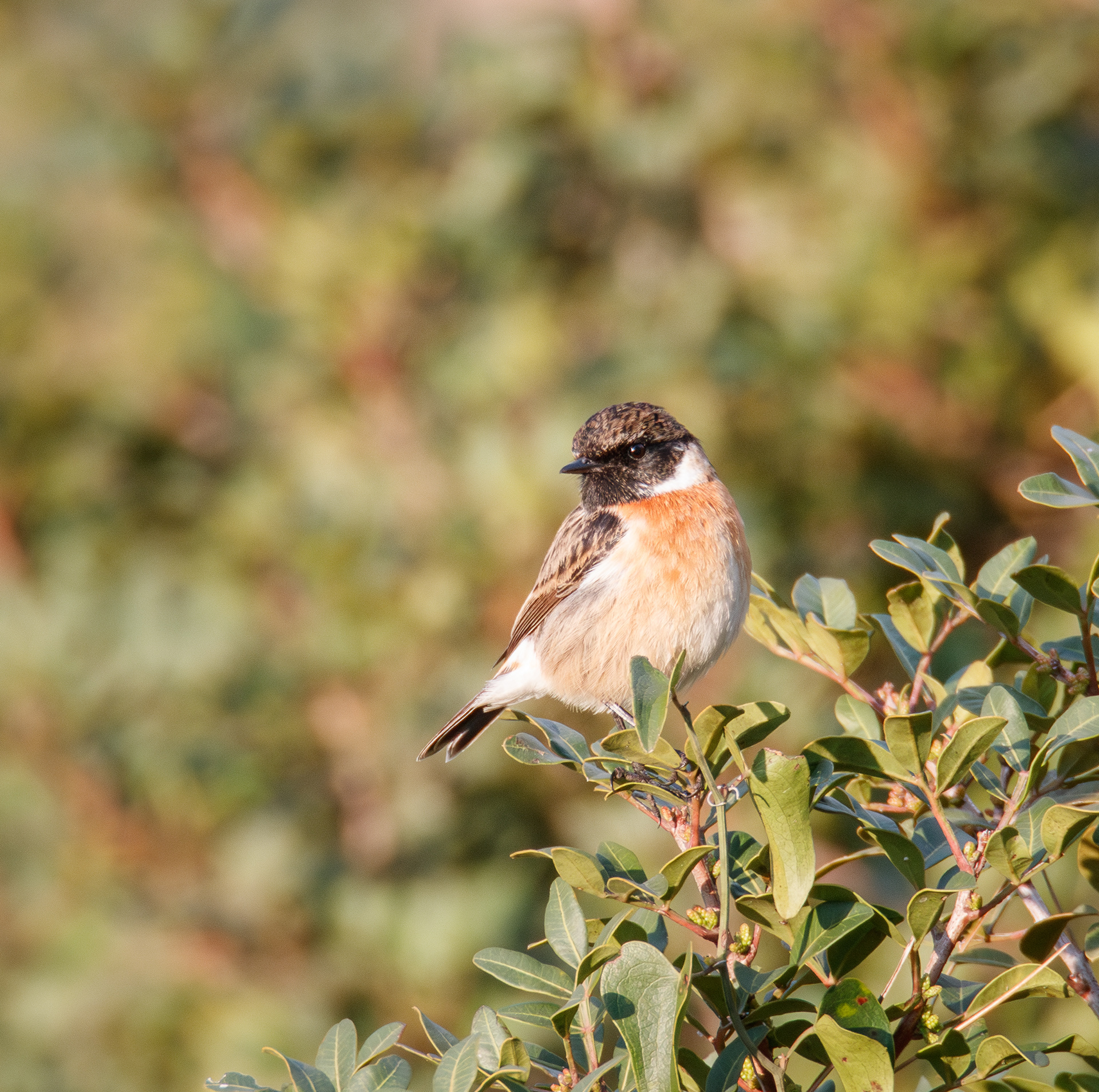 Saxicola rubicola, Haifa