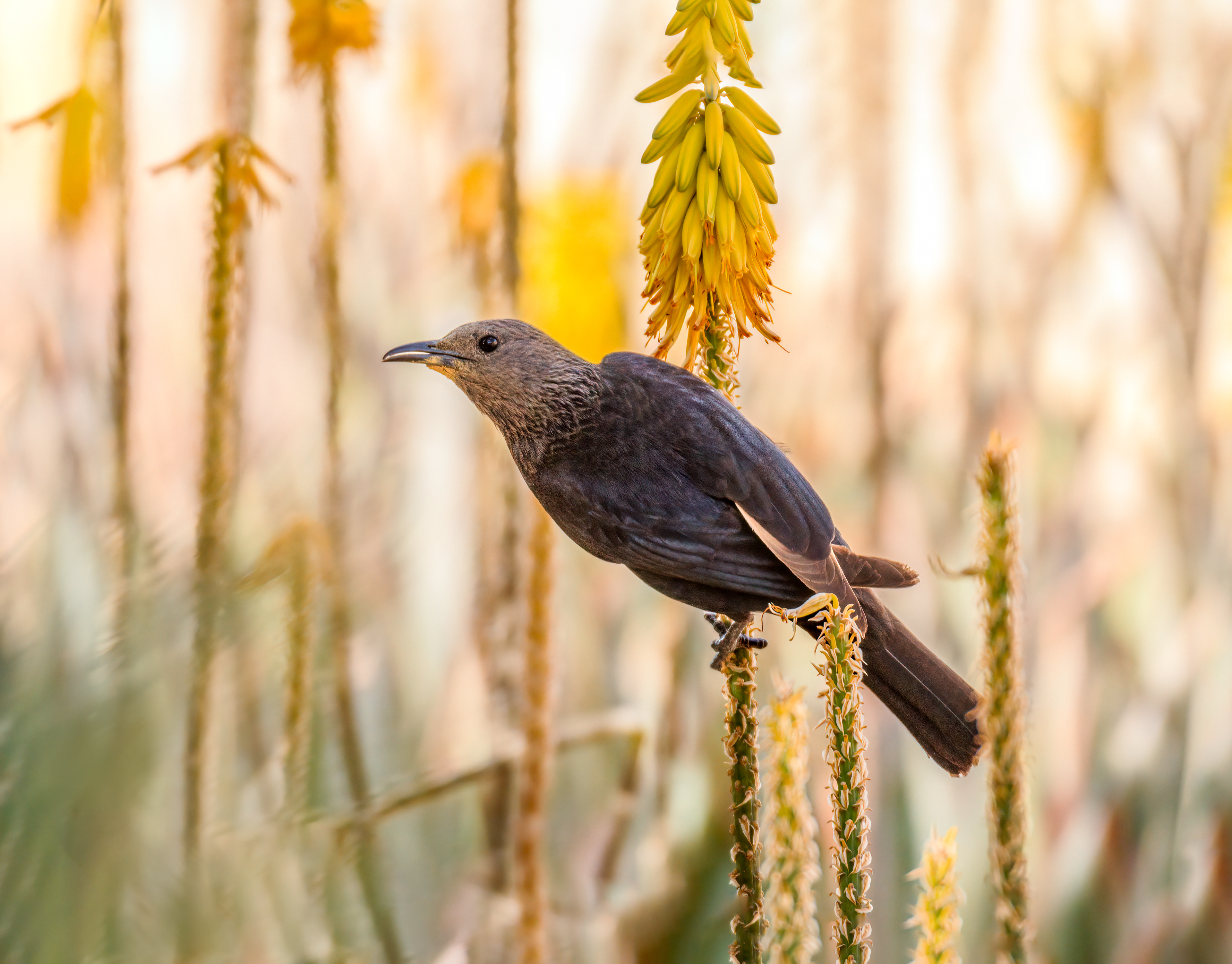 Tristram's starling, Ein Gedi