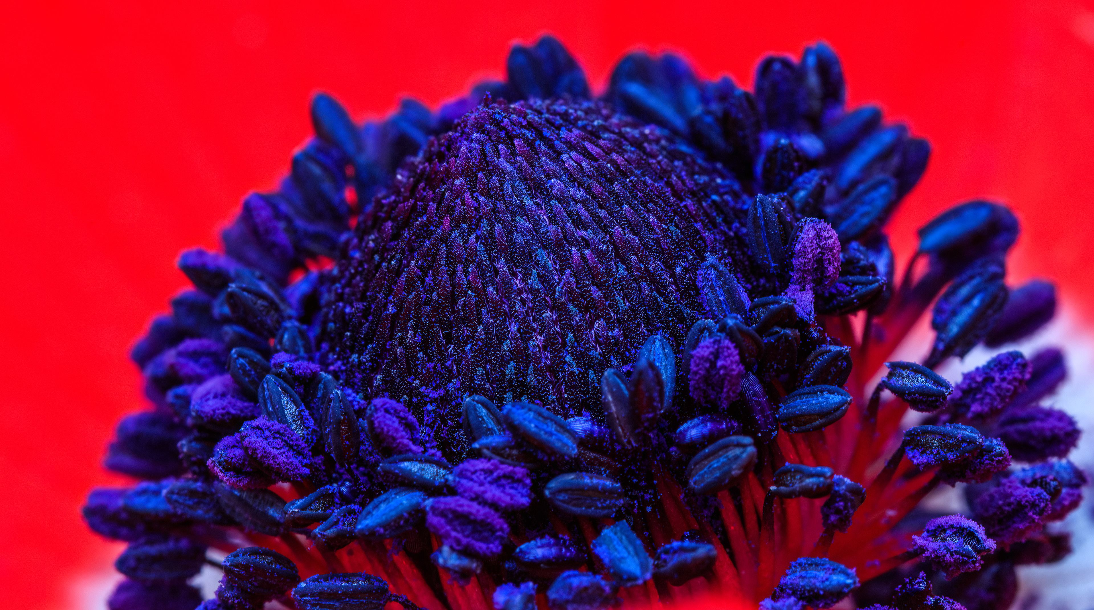 Poppy anemone, Ruhama