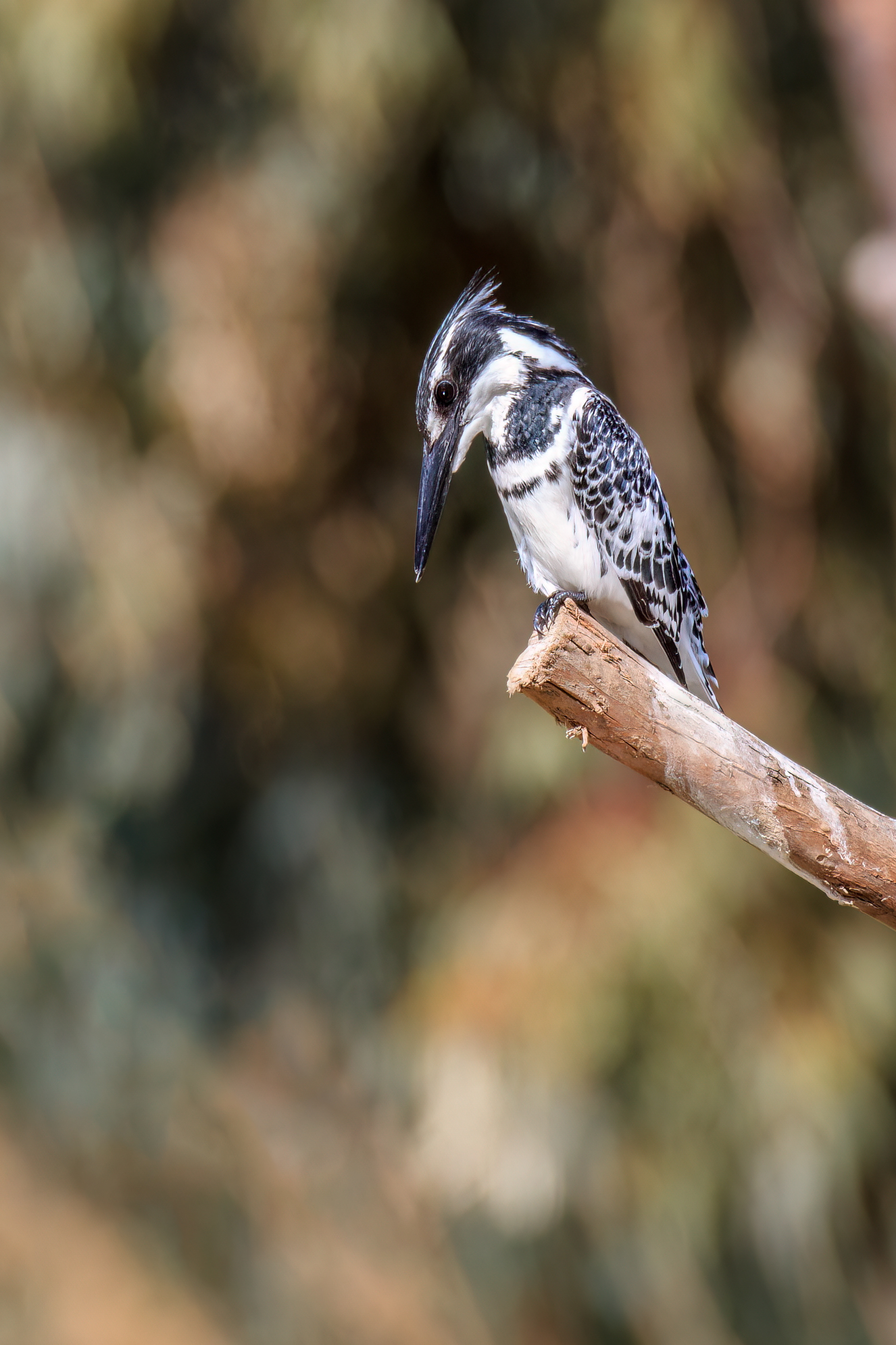 Pied kingfisher, Tel Aviv