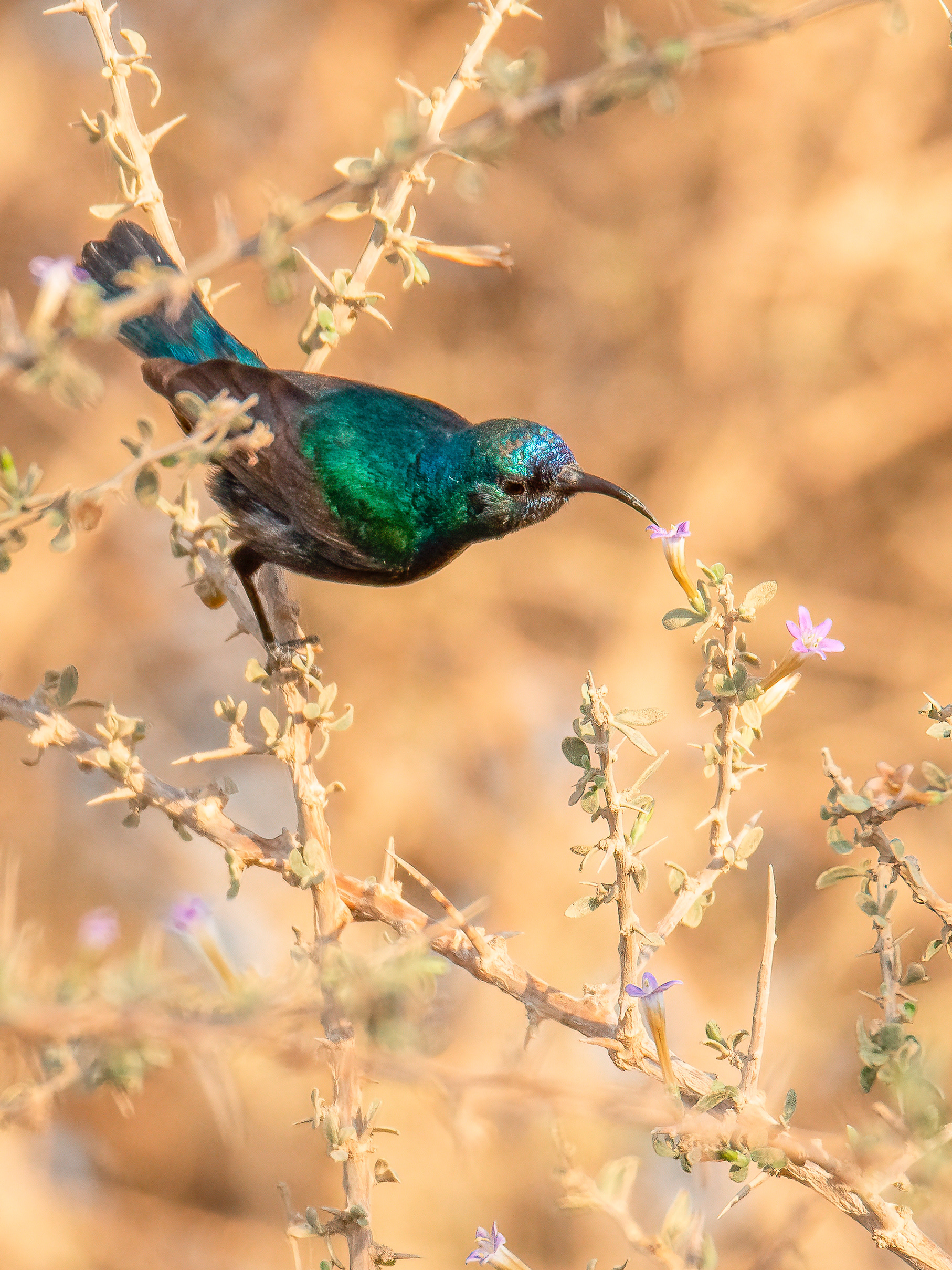 Palestine sunbird, wadi Sheizaf