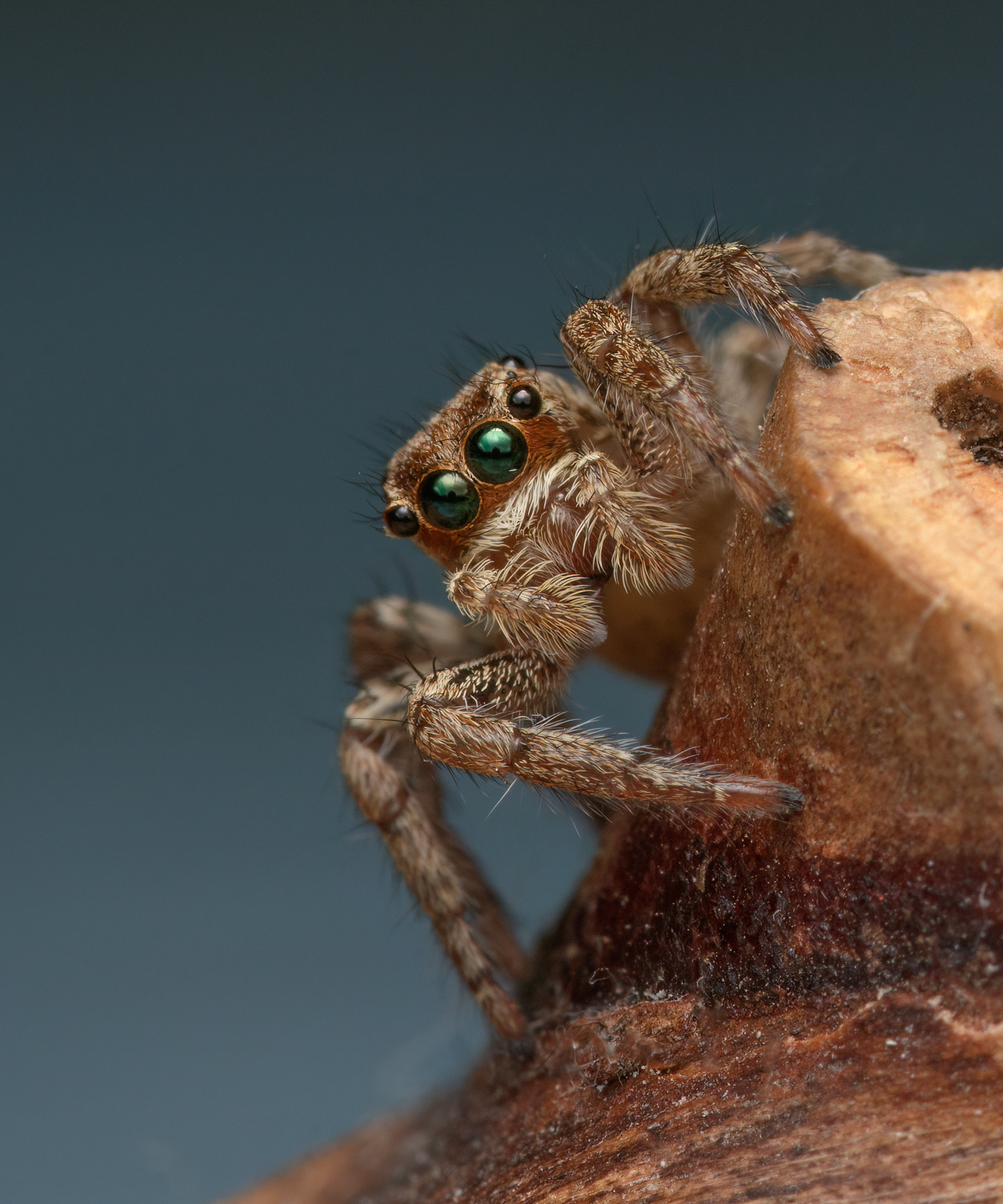 Pantropical jumping spider, Sderot