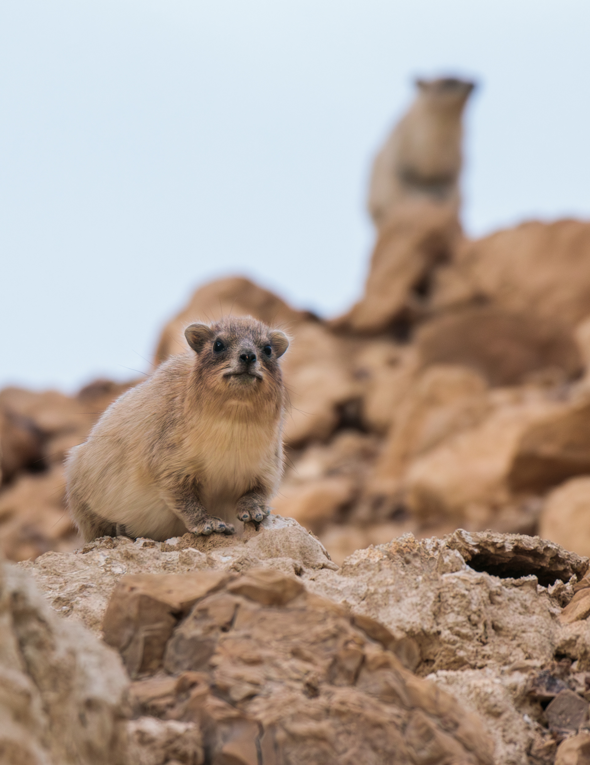 Rock hyrax, wadi Zohar