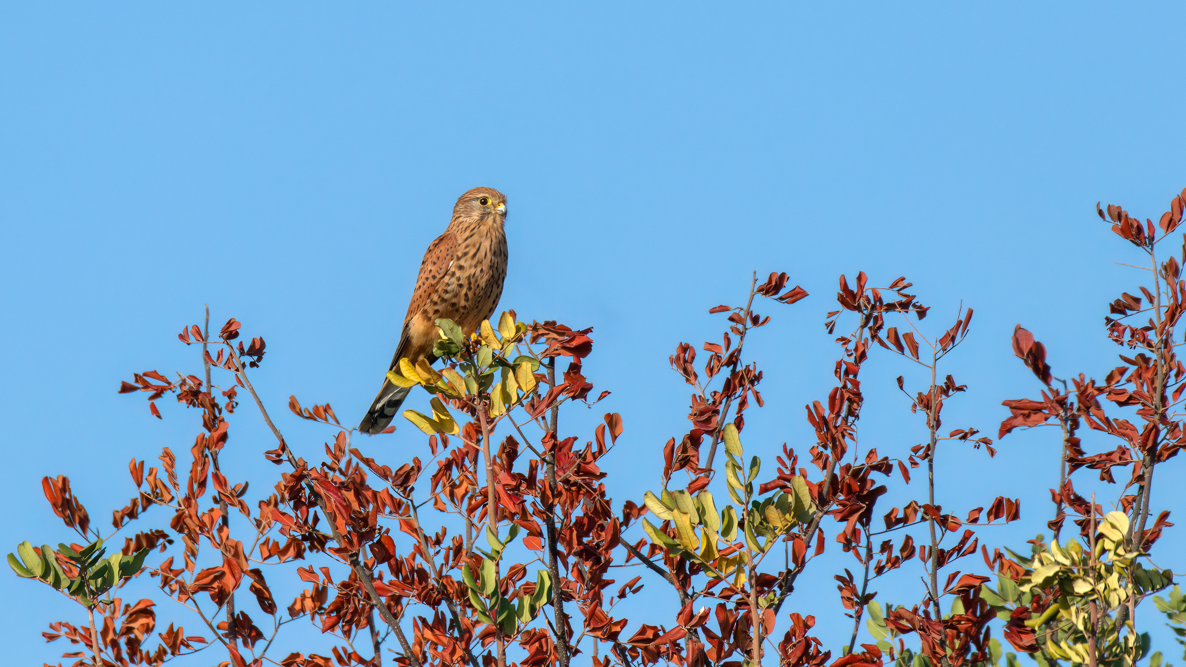 Common kestrel, Mikhmoret