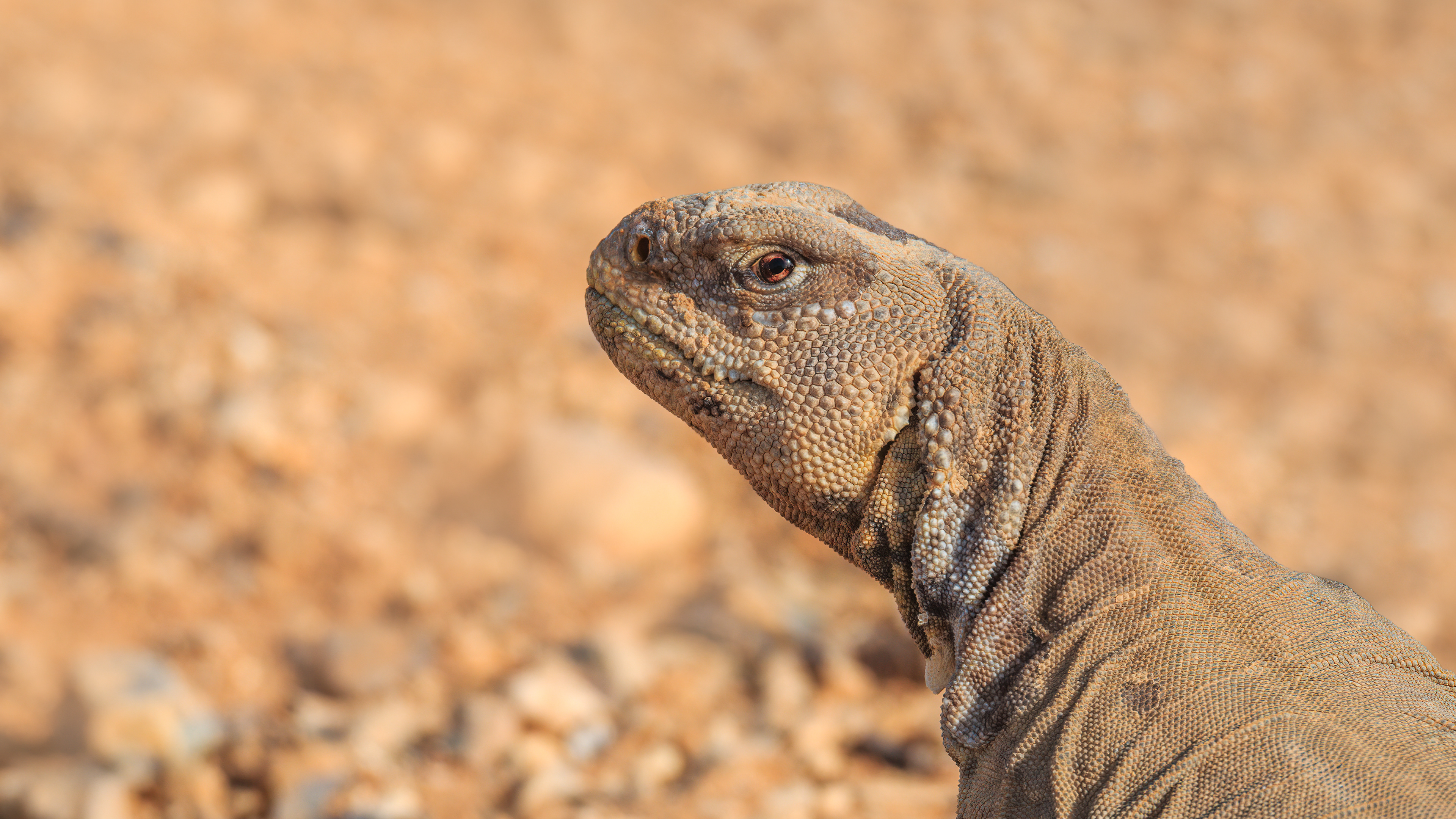 Egyptian spiny-tailed lizard, wadi Gidron