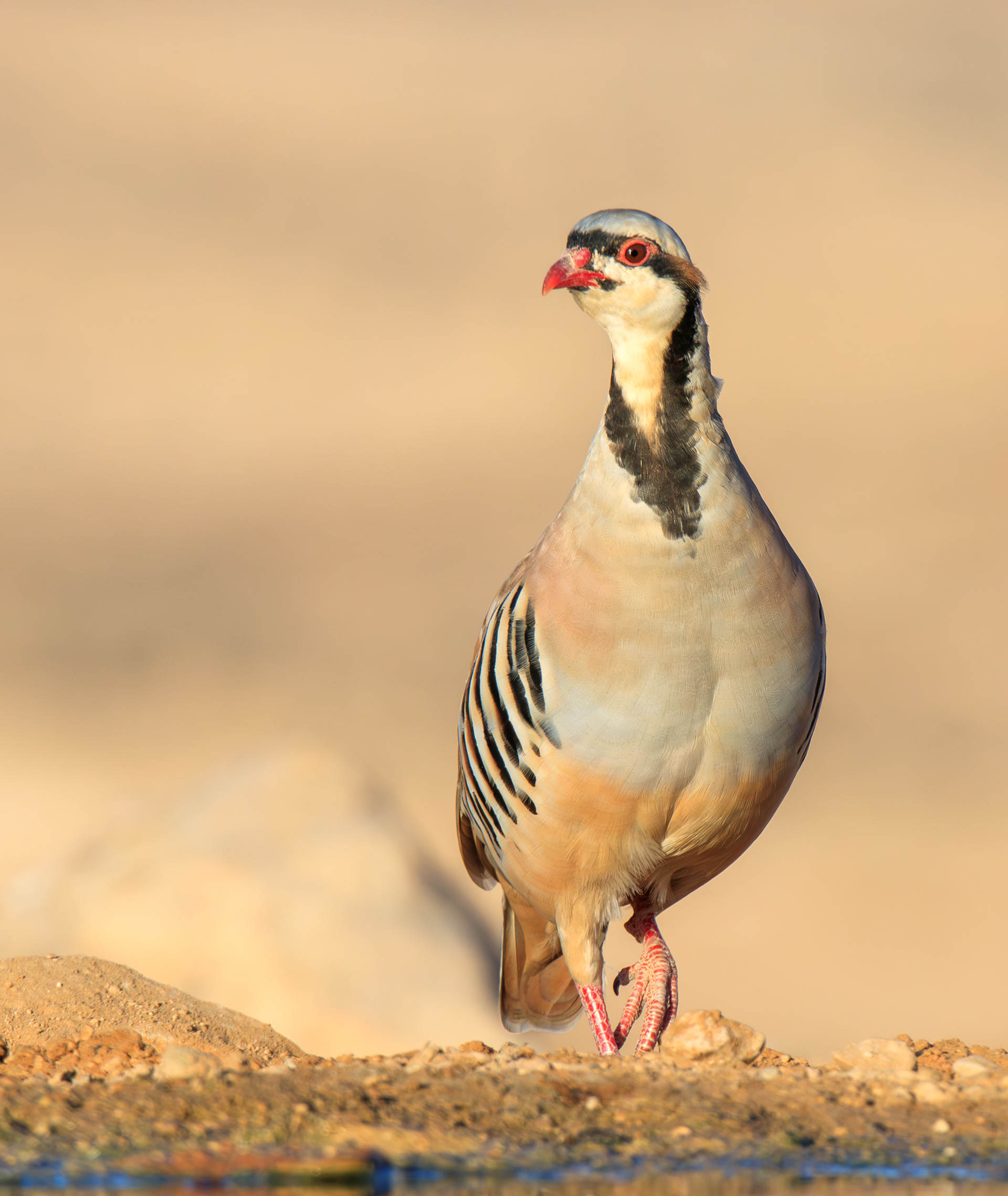 Chukar, Ezuz