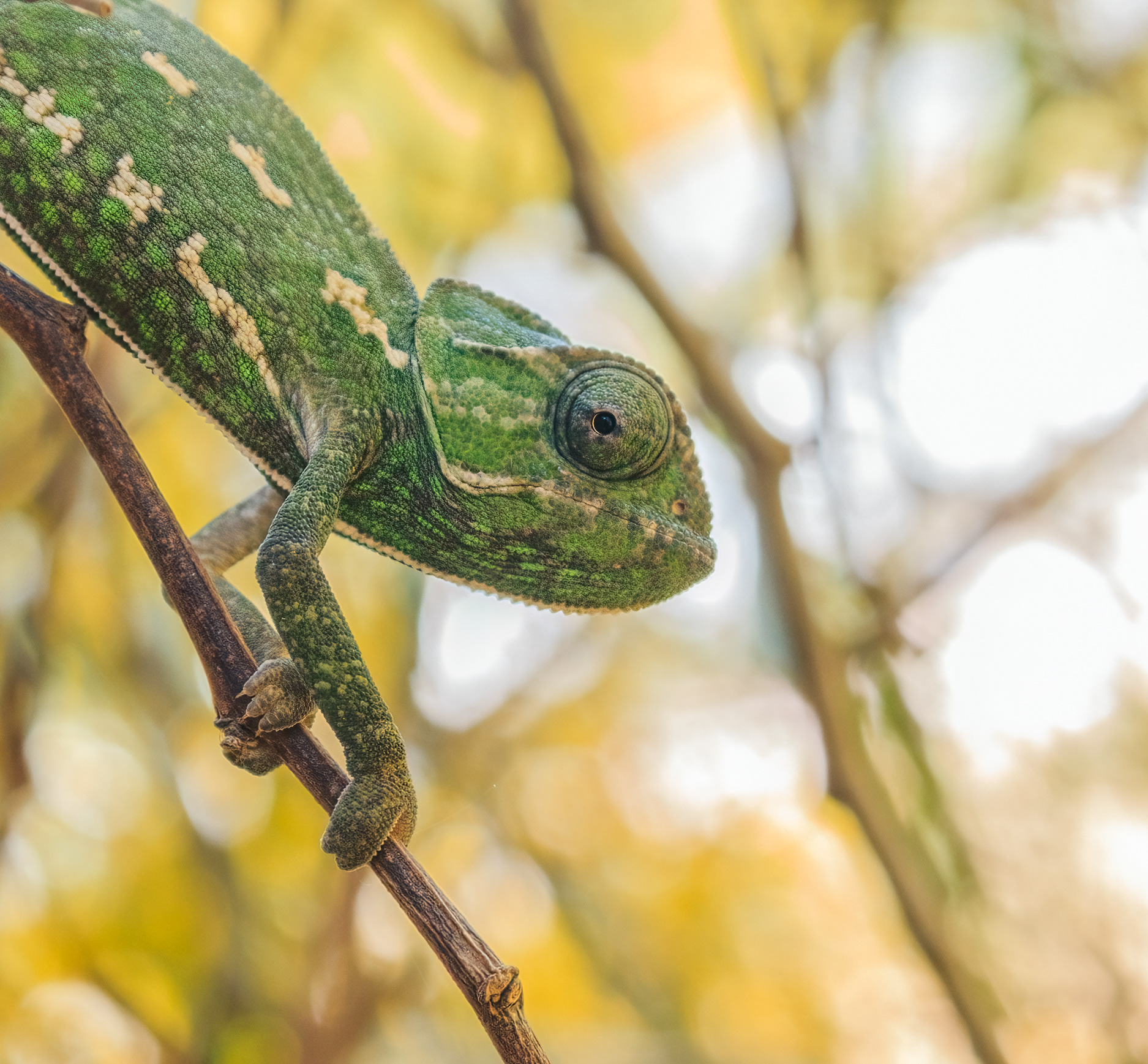 Mediterranean chameleon, Nitzanim