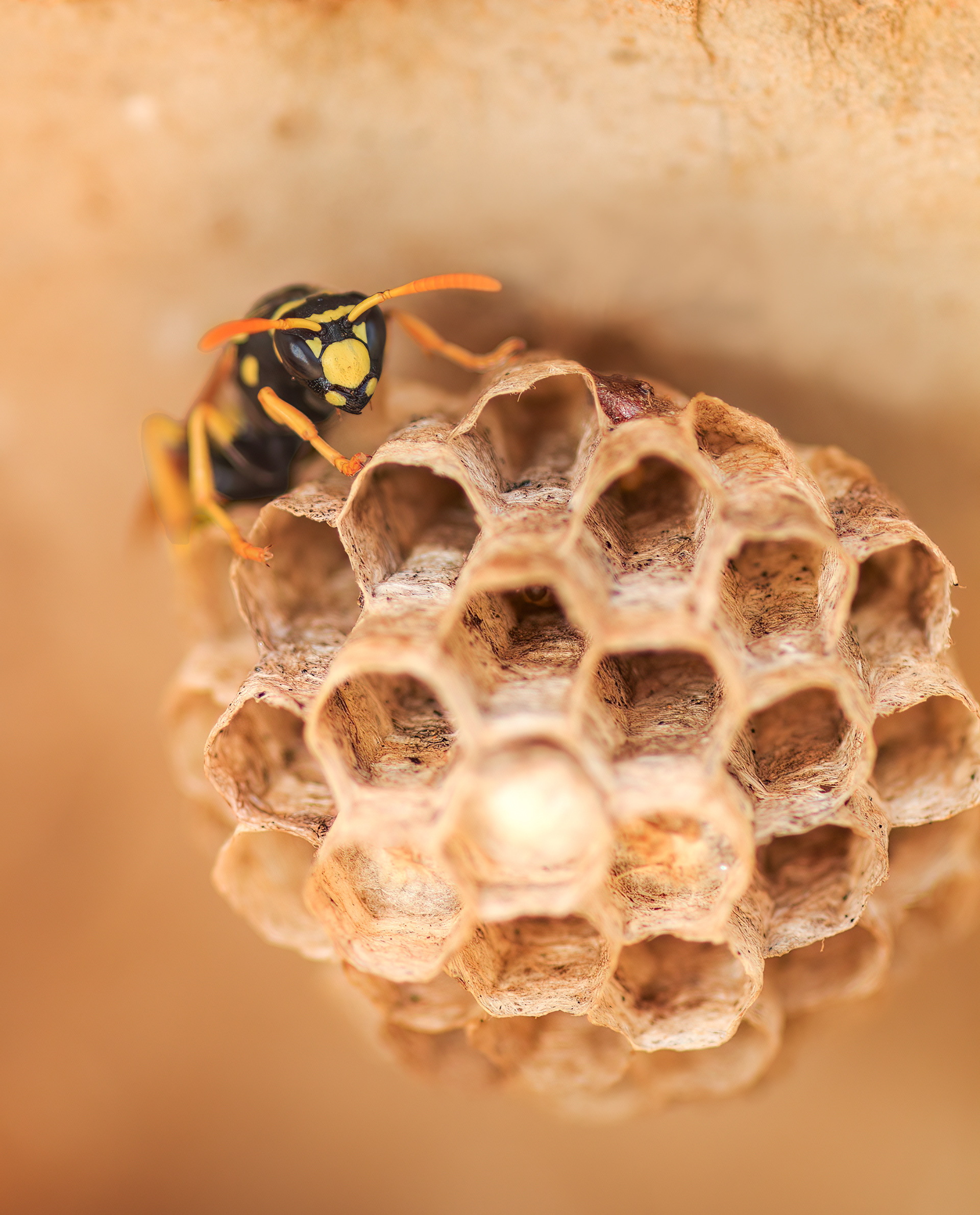 European paper wasp, Mount Hermon