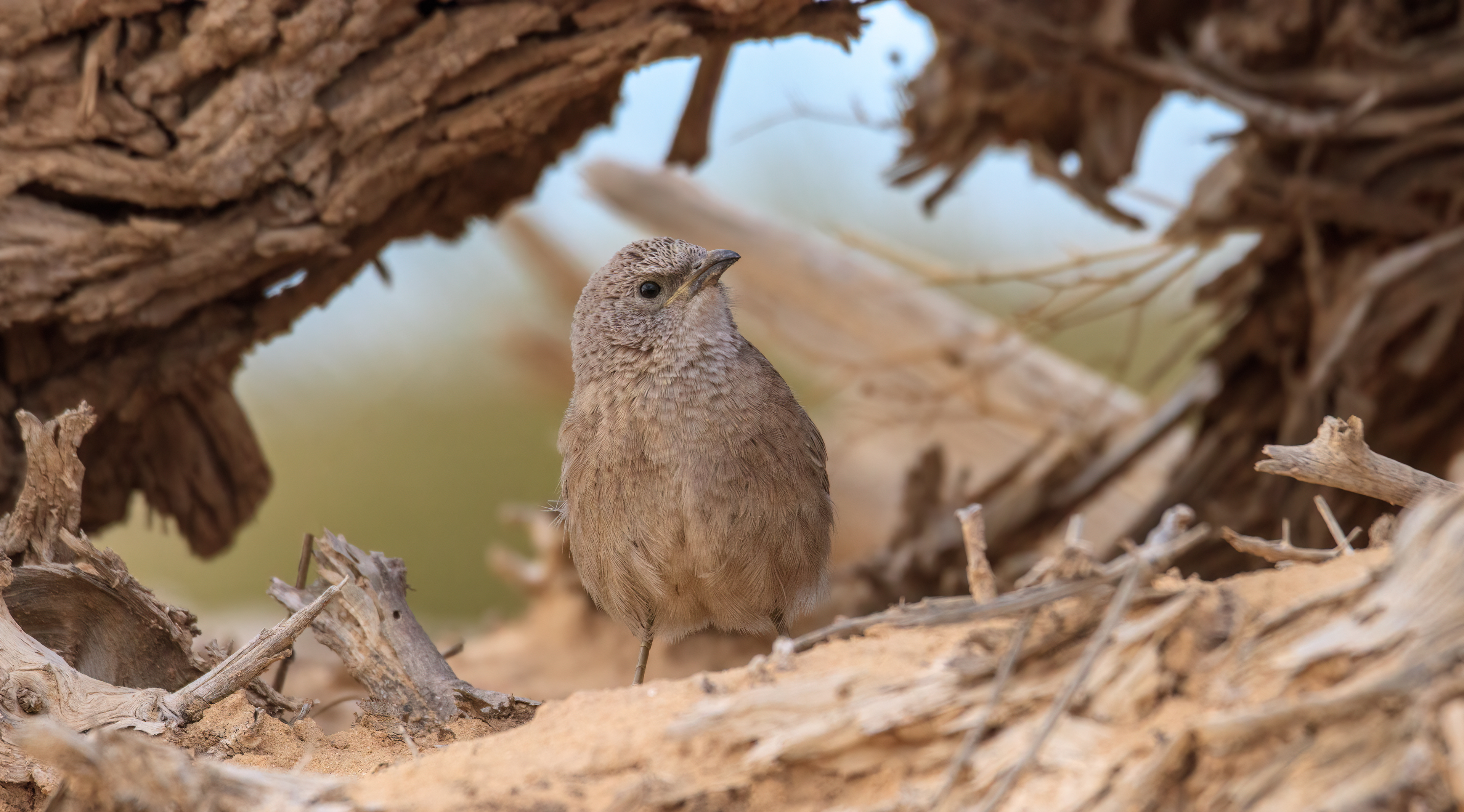 Arabian babbler, wadi Sheizaf