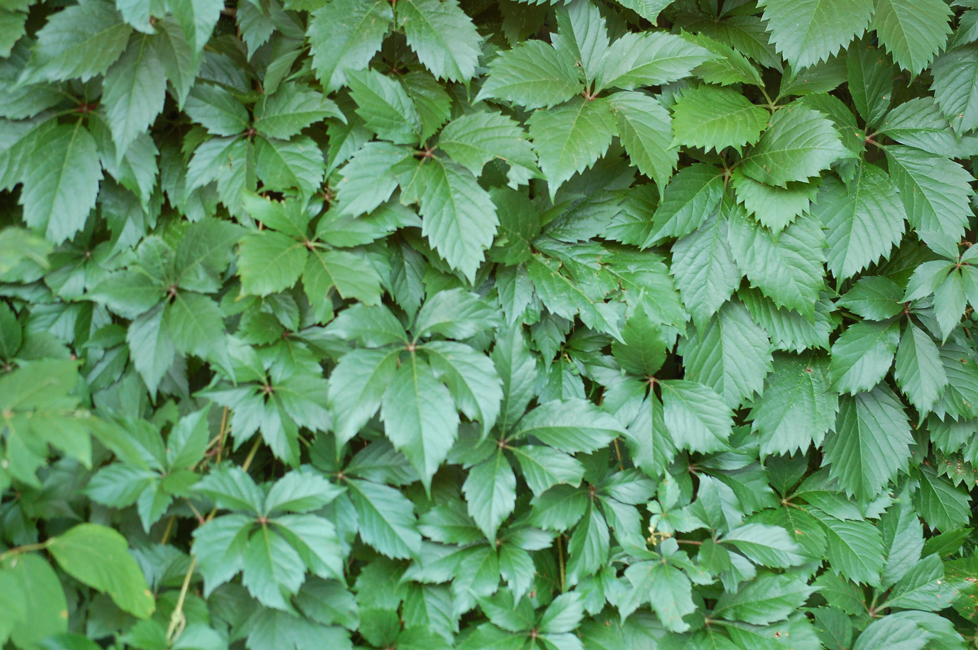 Wall of Vines 01