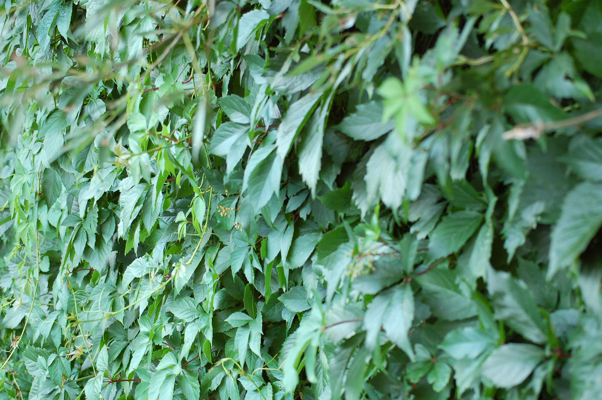 Wall of Vines 02