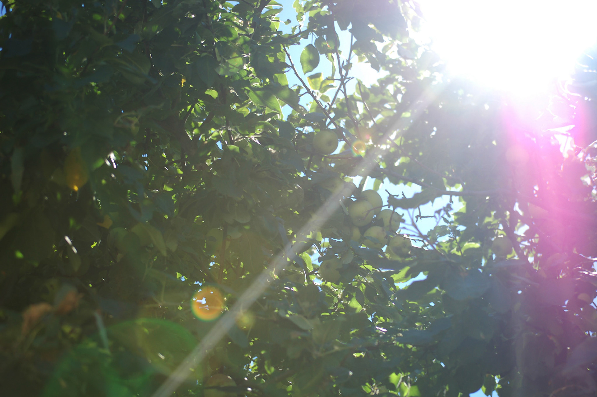 Apples growing on a sunny summer day.