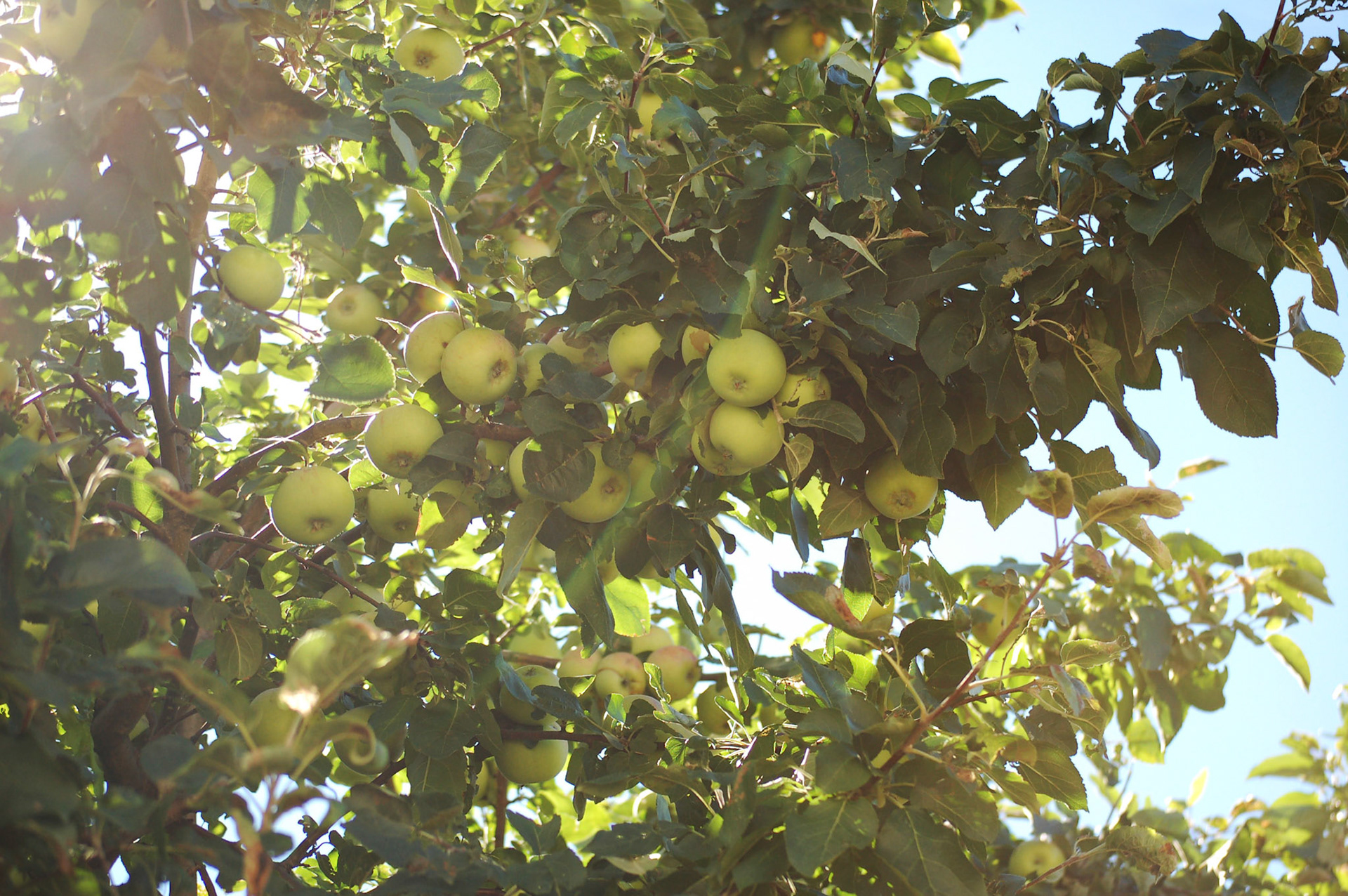 Clusters of apples growing on a sunny summer day.