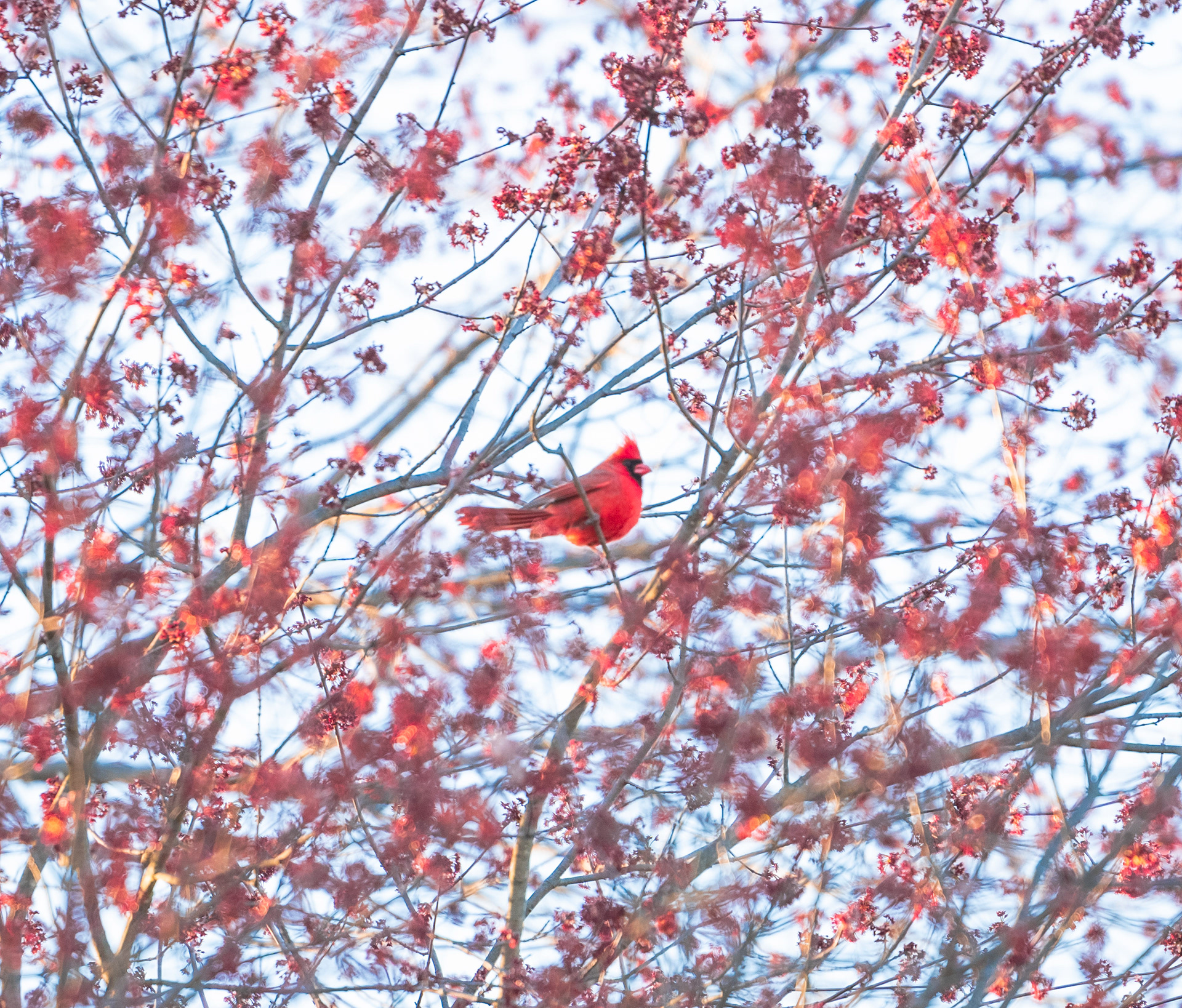 Northern Cardinal