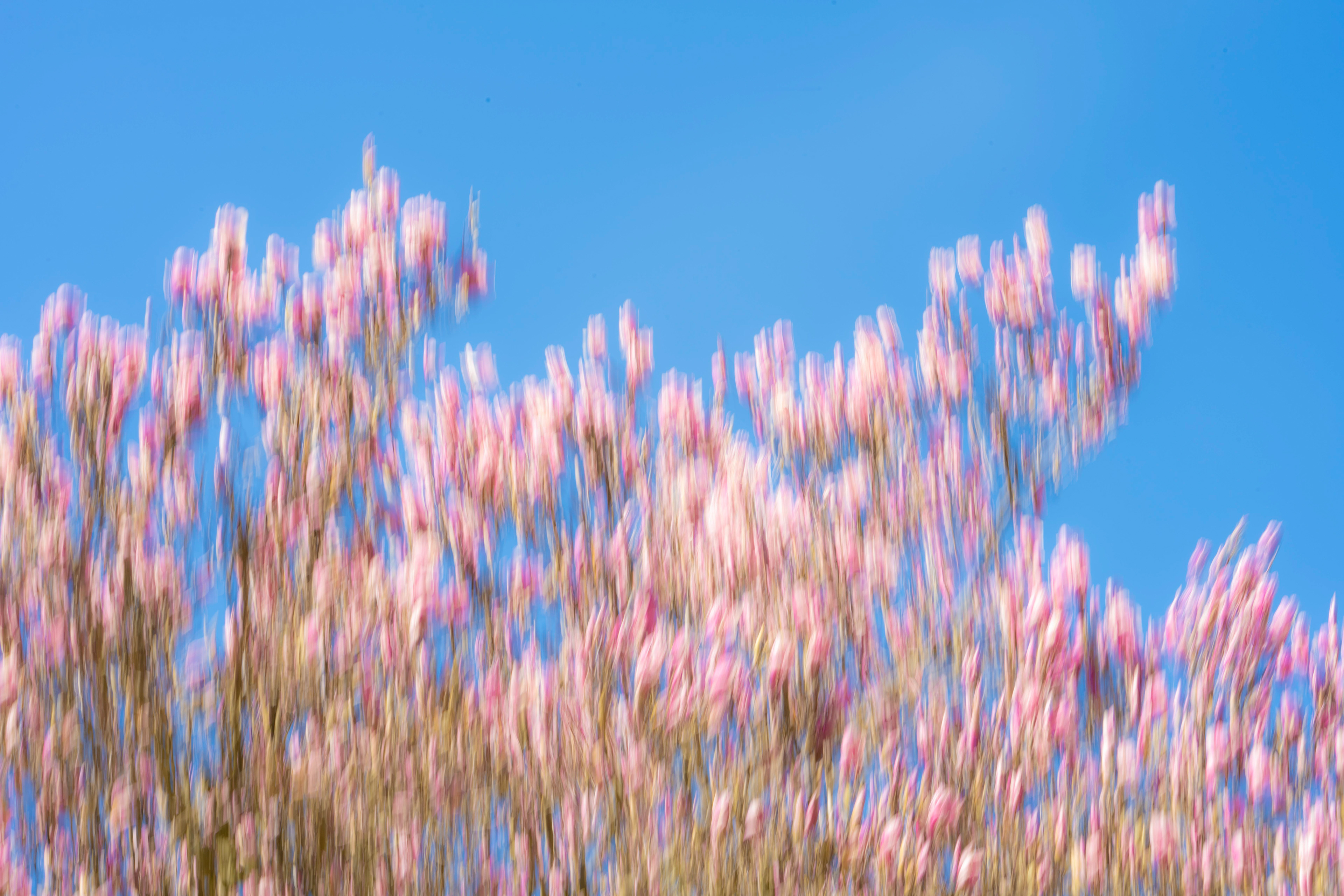 Magnolia ICM