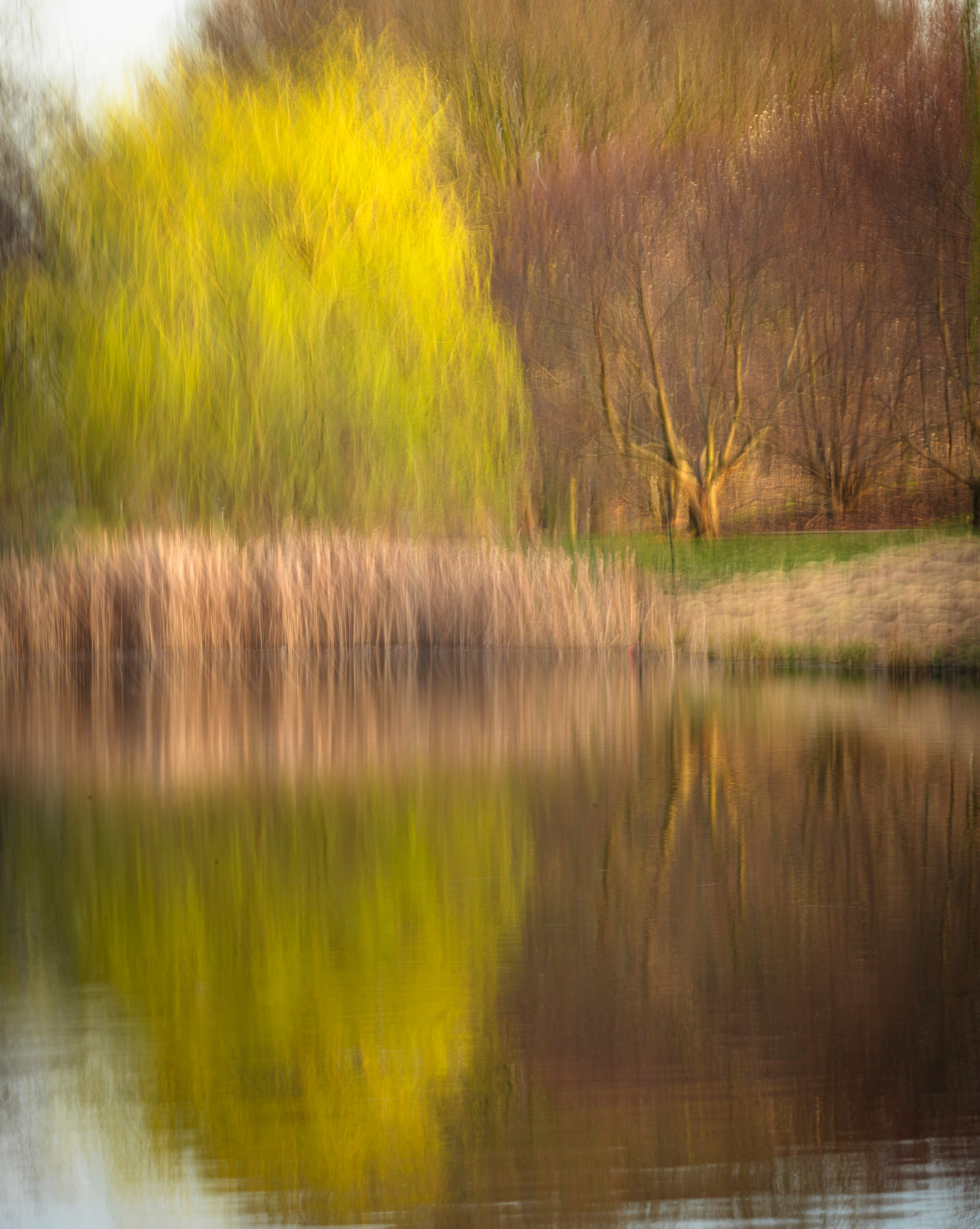 Weeping Willow