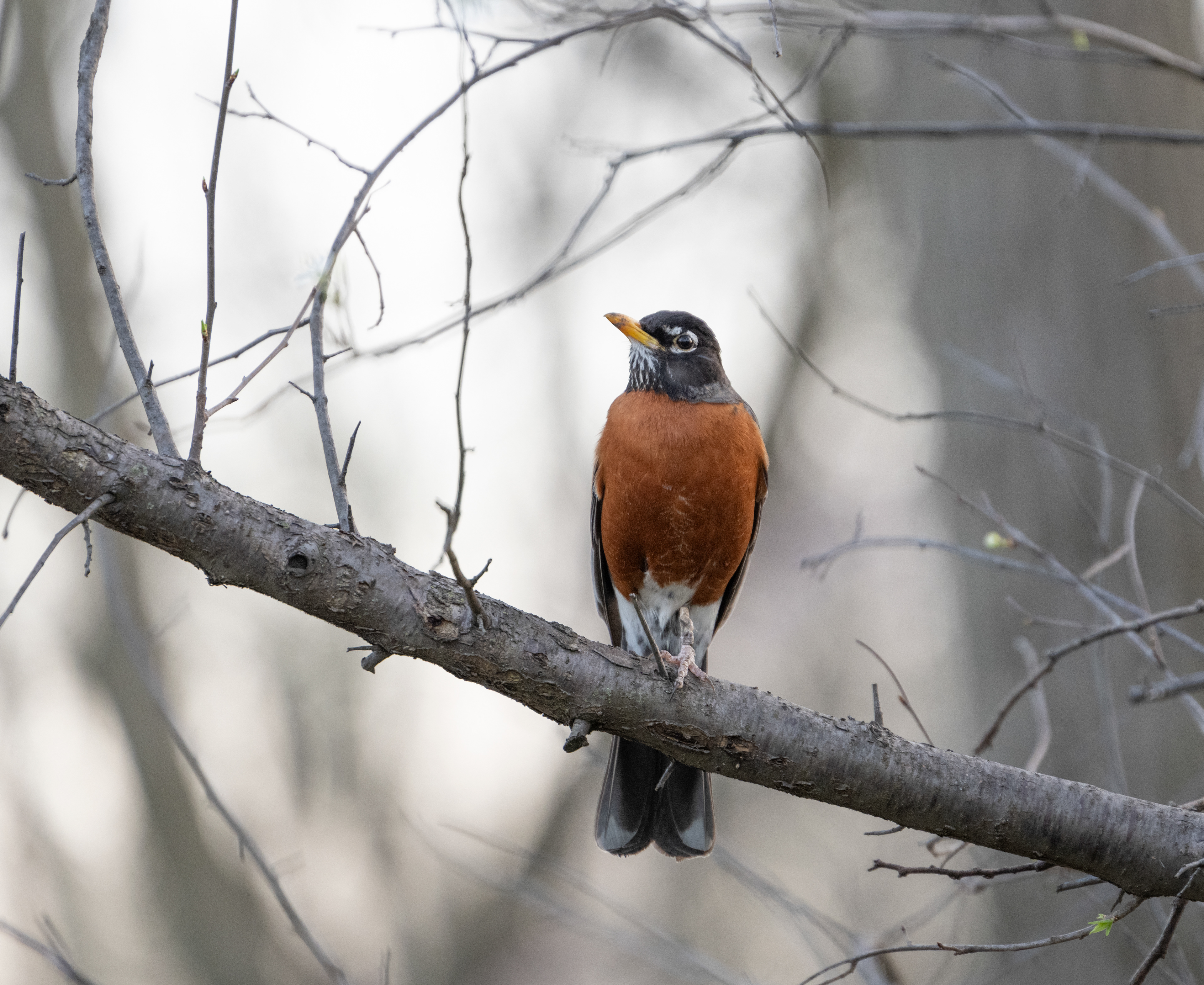 Robin