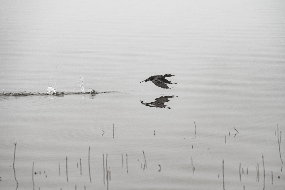Cormorant