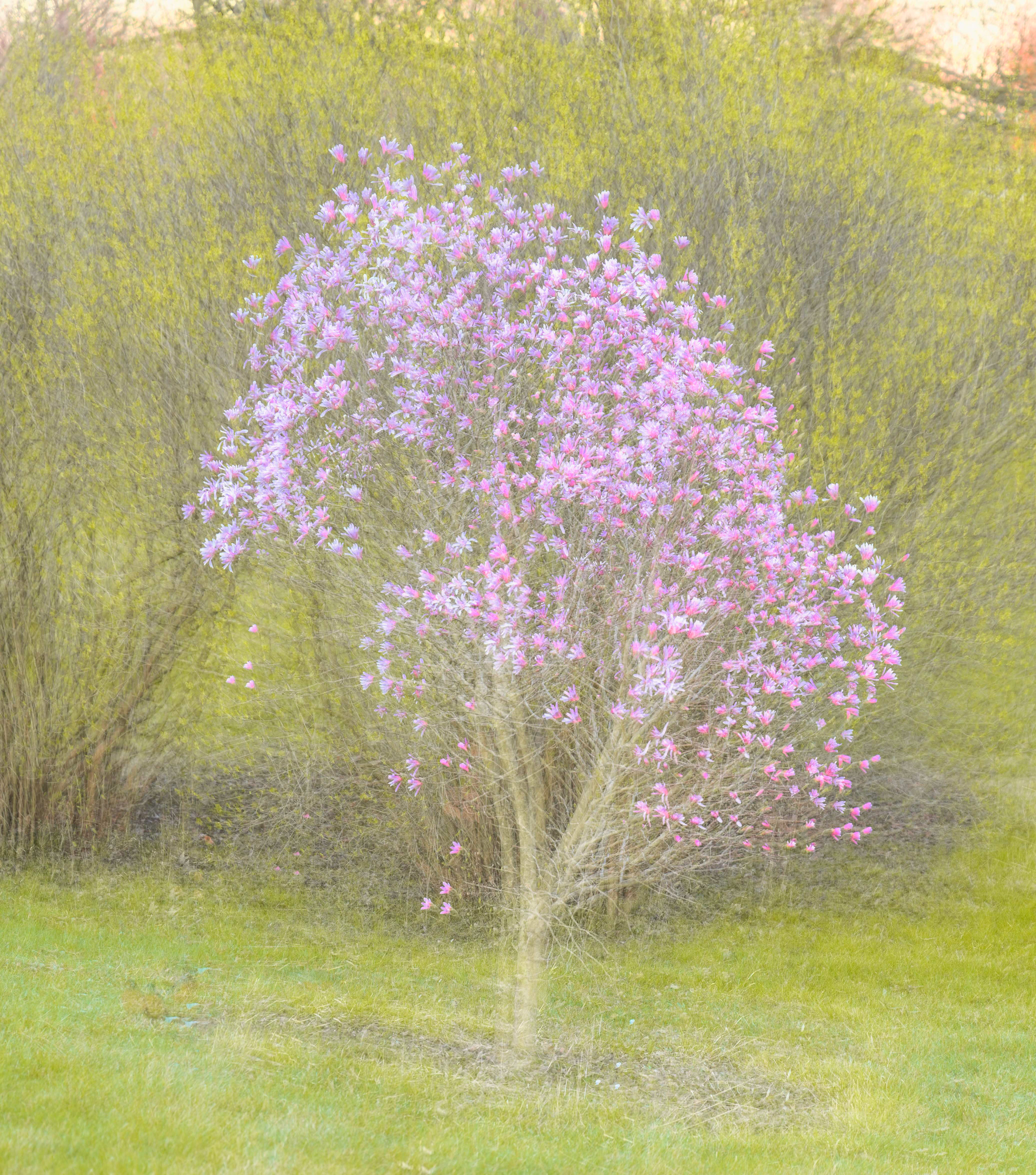 Magnolia