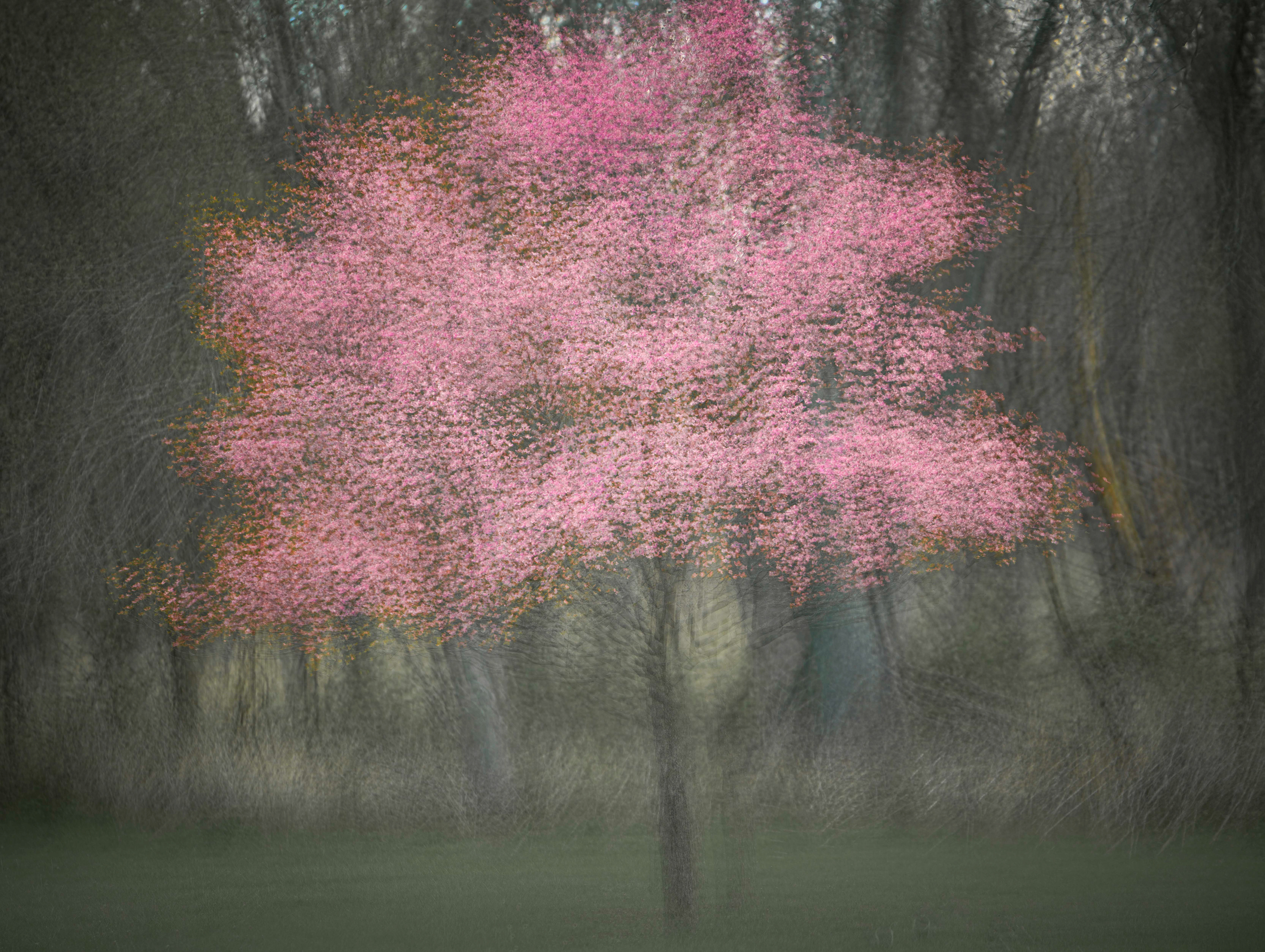 Dogwood Impressionist