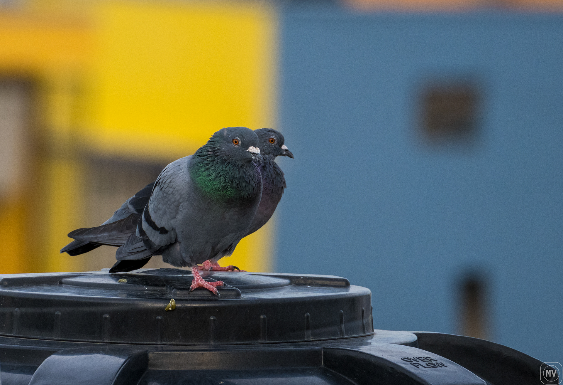 Pigeons