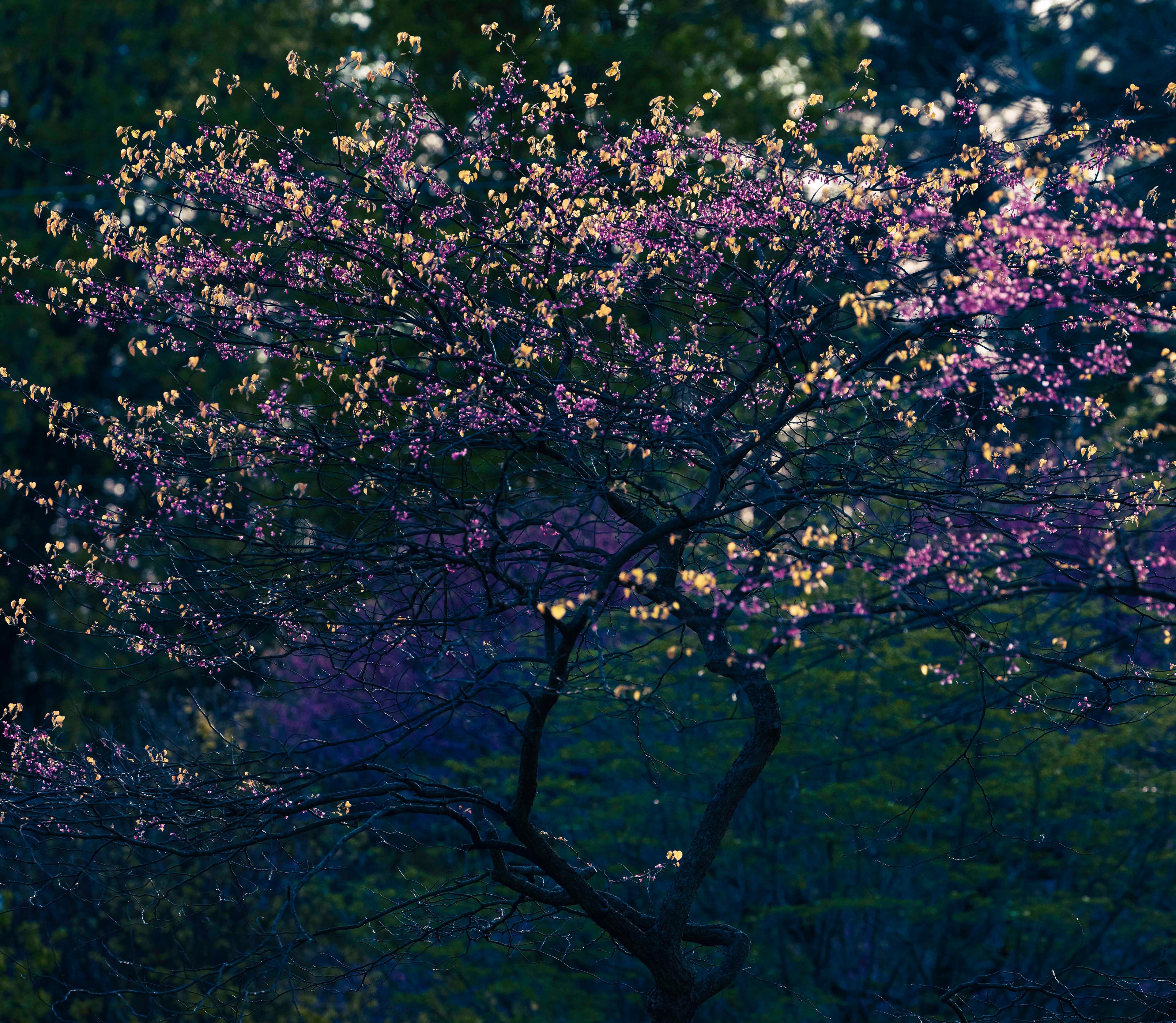 Redbud