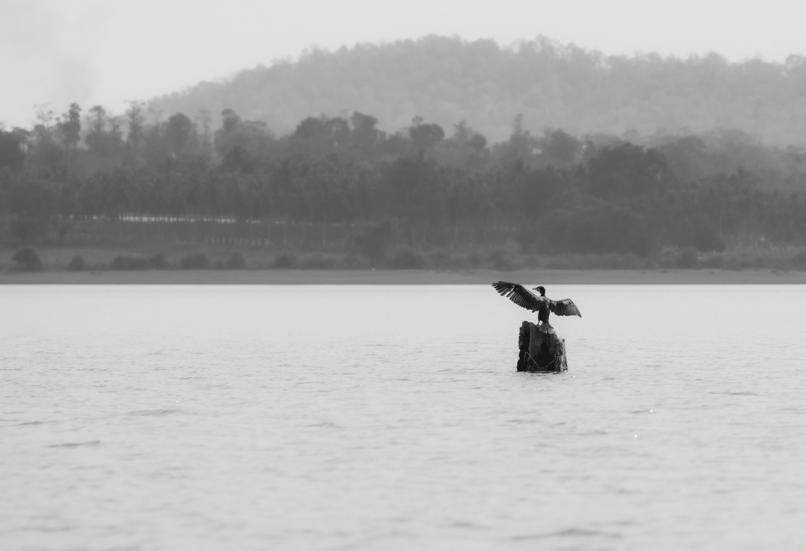 Cormorant