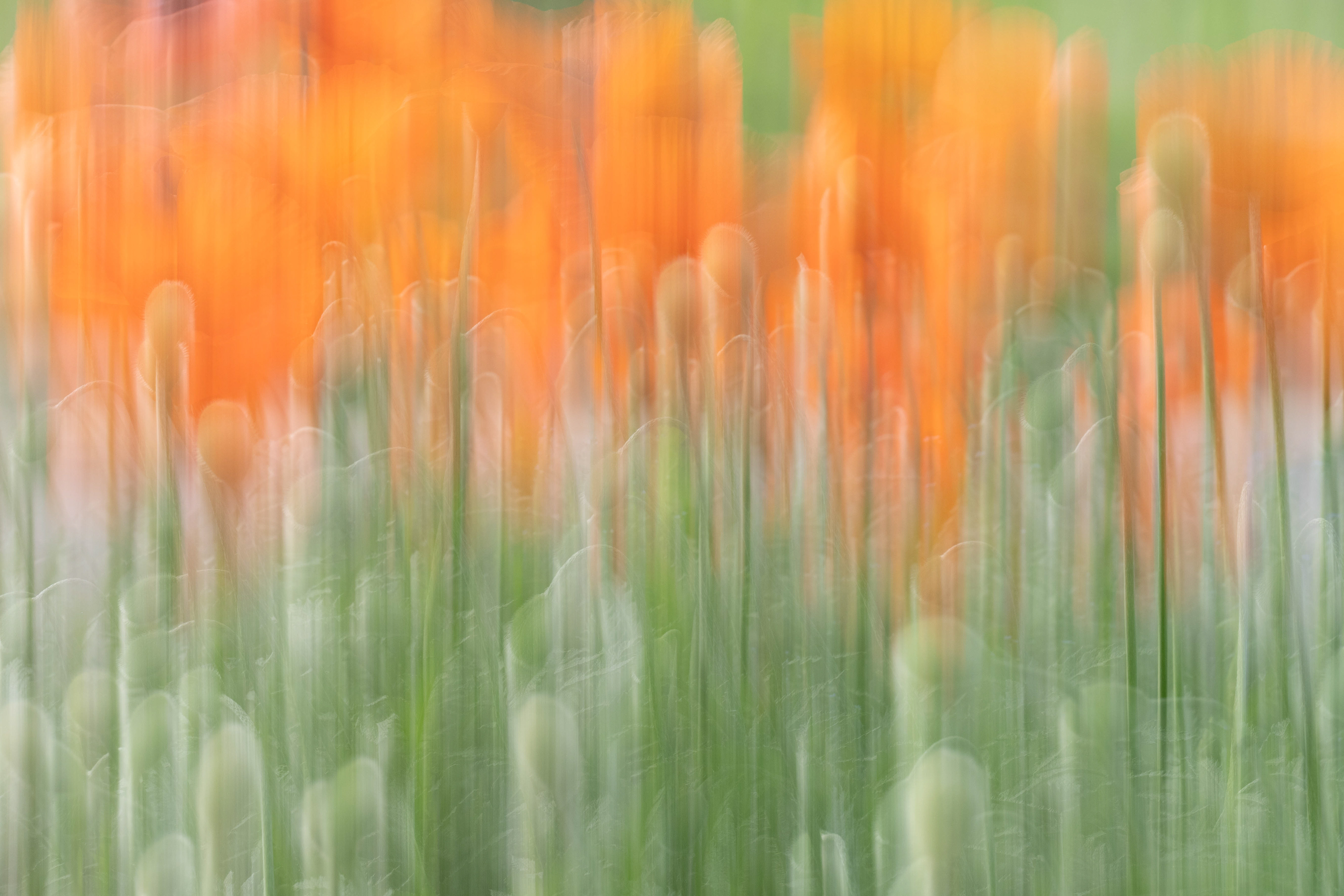Poppies
