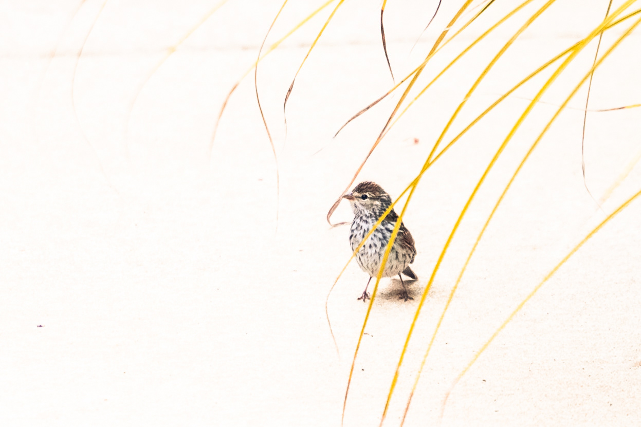 Sparrow