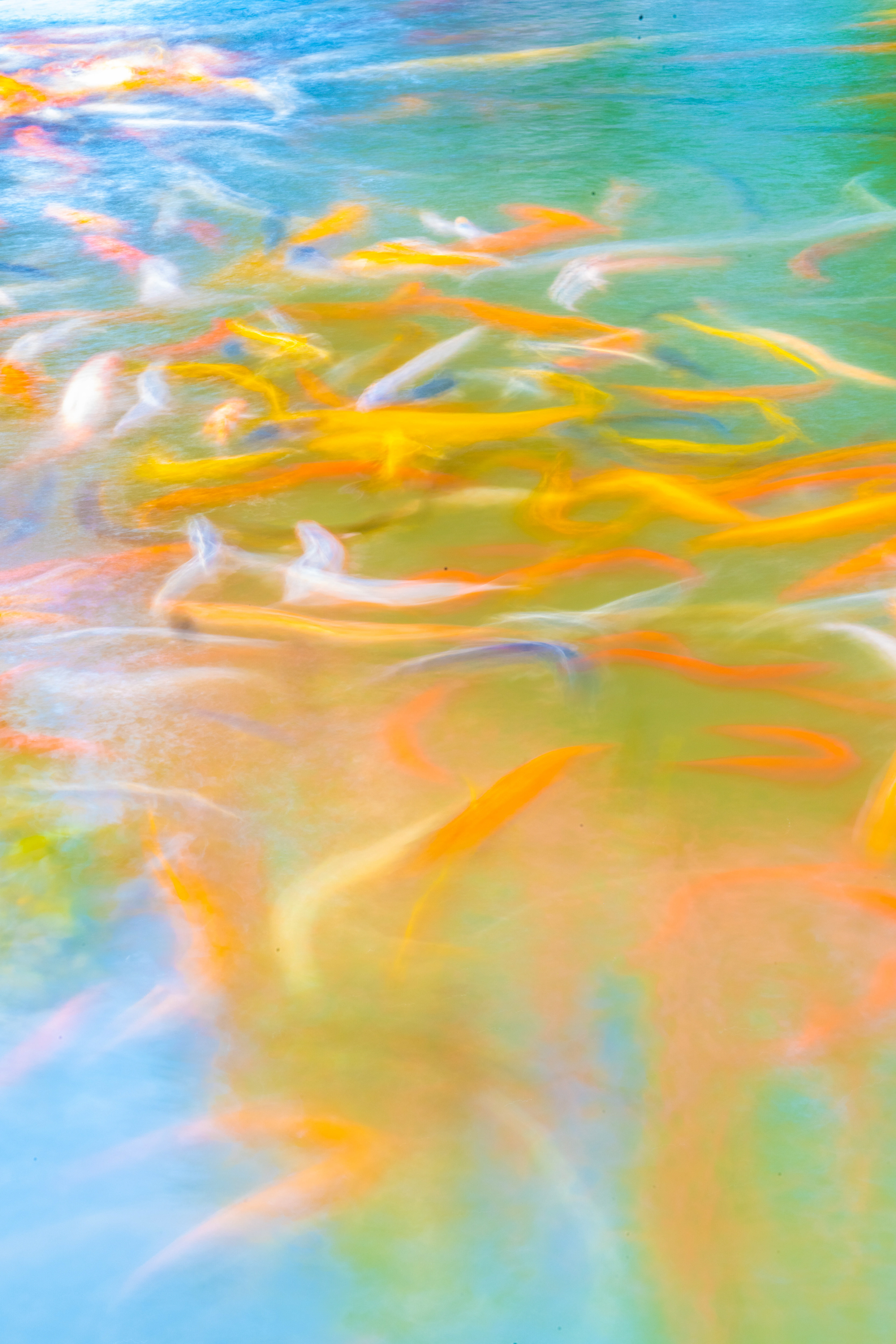 Koi